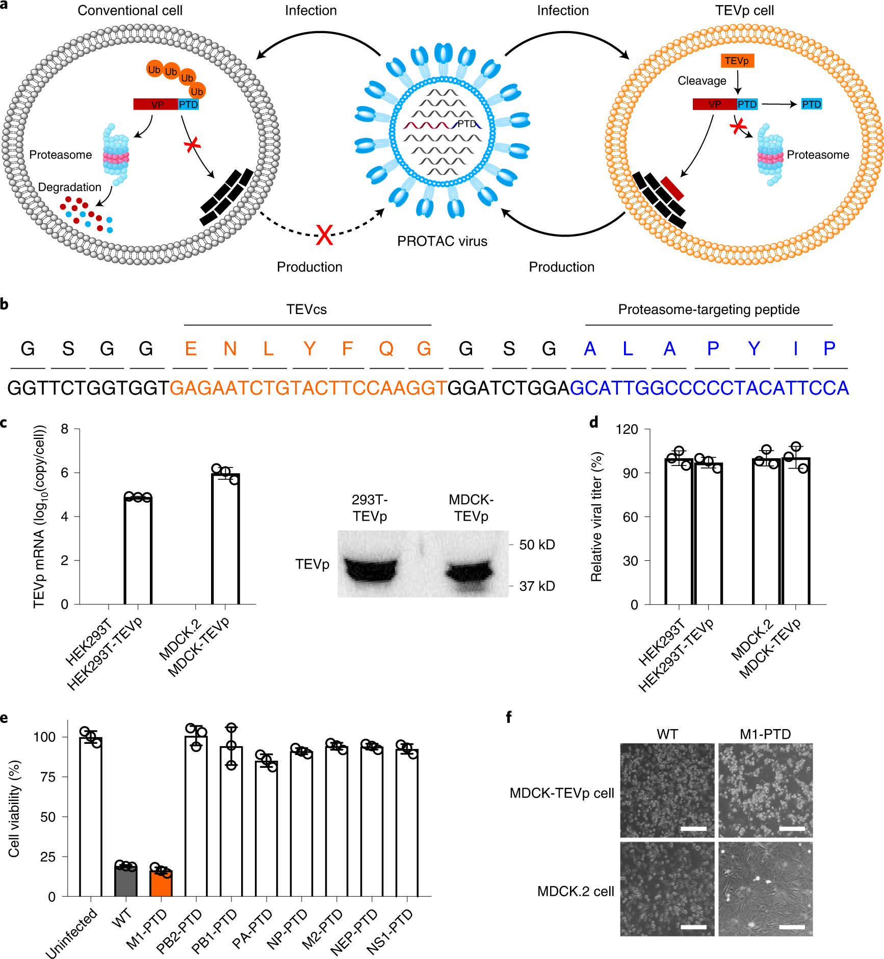 Generation of a live attenuated influenza A vaccine by proteolysis targeting | Nature Biotechnology Generation of a live attenuated influenza A vaccine by proteolysis targeting | Nature Biotechnology