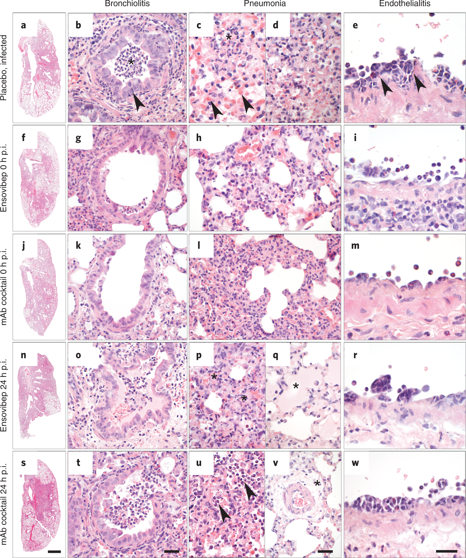 Fig. 6: Lung histopathology of Roborovski dwarf hamsters at 2 days or 3 days p.i.