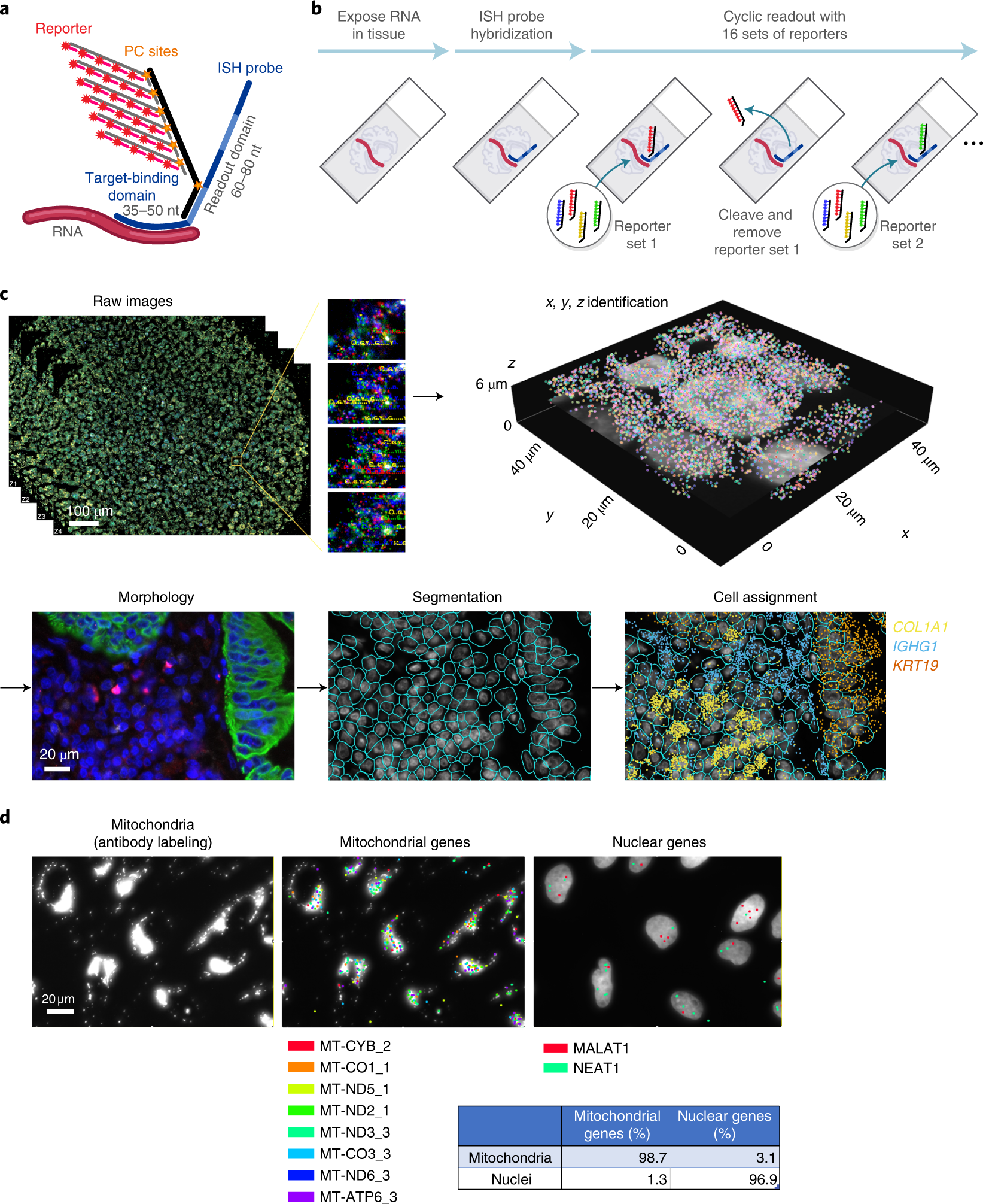 High-plex imaging of RNA and proteins at subcellular resolution in fixed  tissue by spatial molecular imaging | Nature Biotechnology