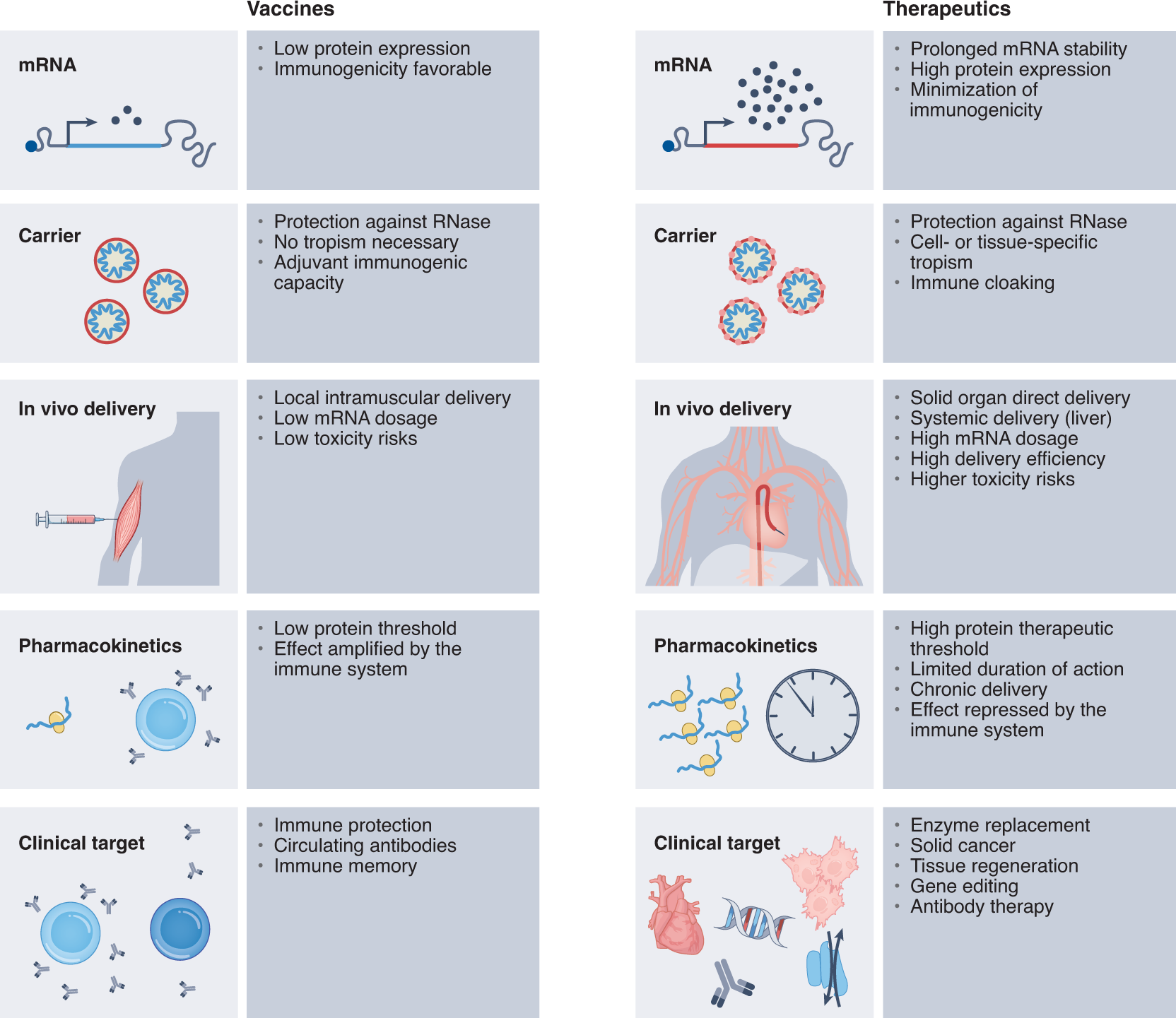 Dual Purpose Vectors for Rare Neurological Diseases: Molecular Therapy