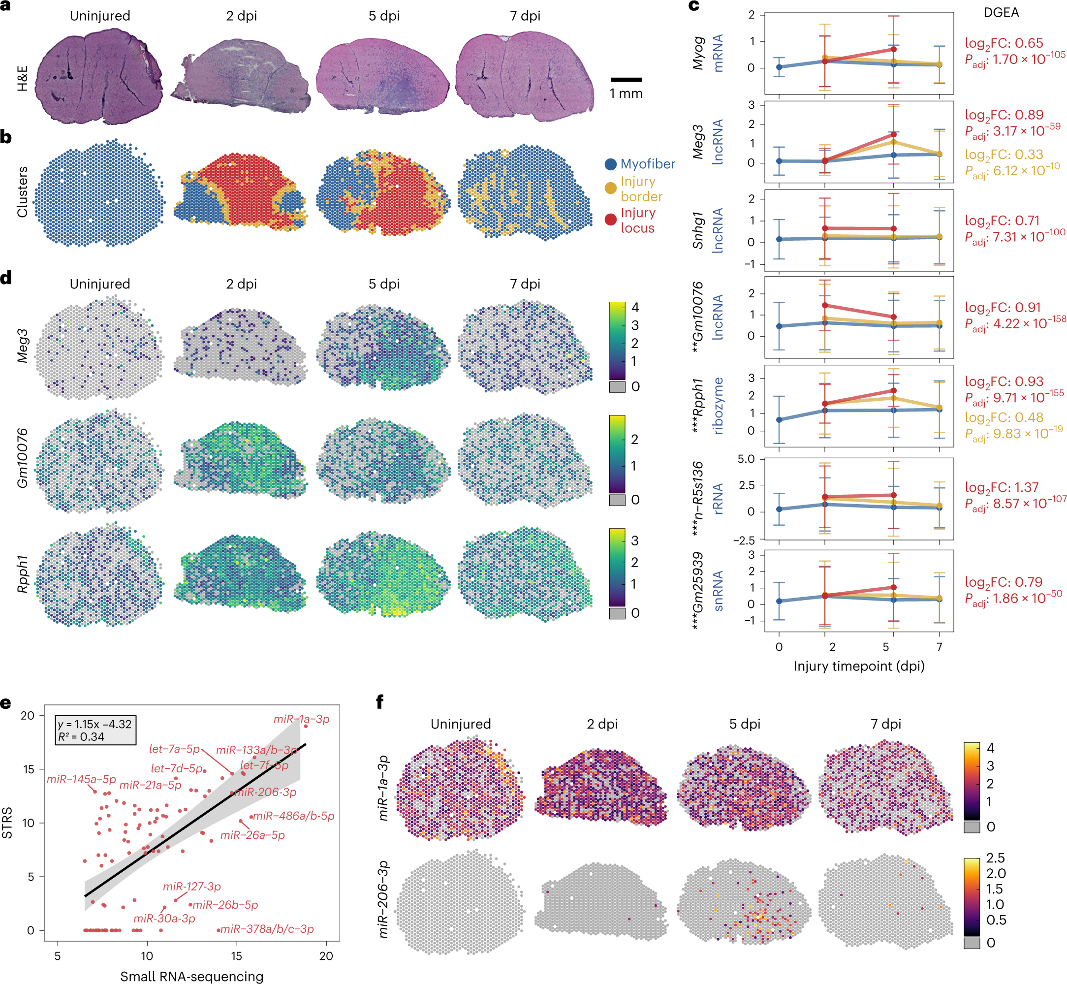 Fig. 2: Spatial total RNA-sequencing of regenerating skeletal muscle.