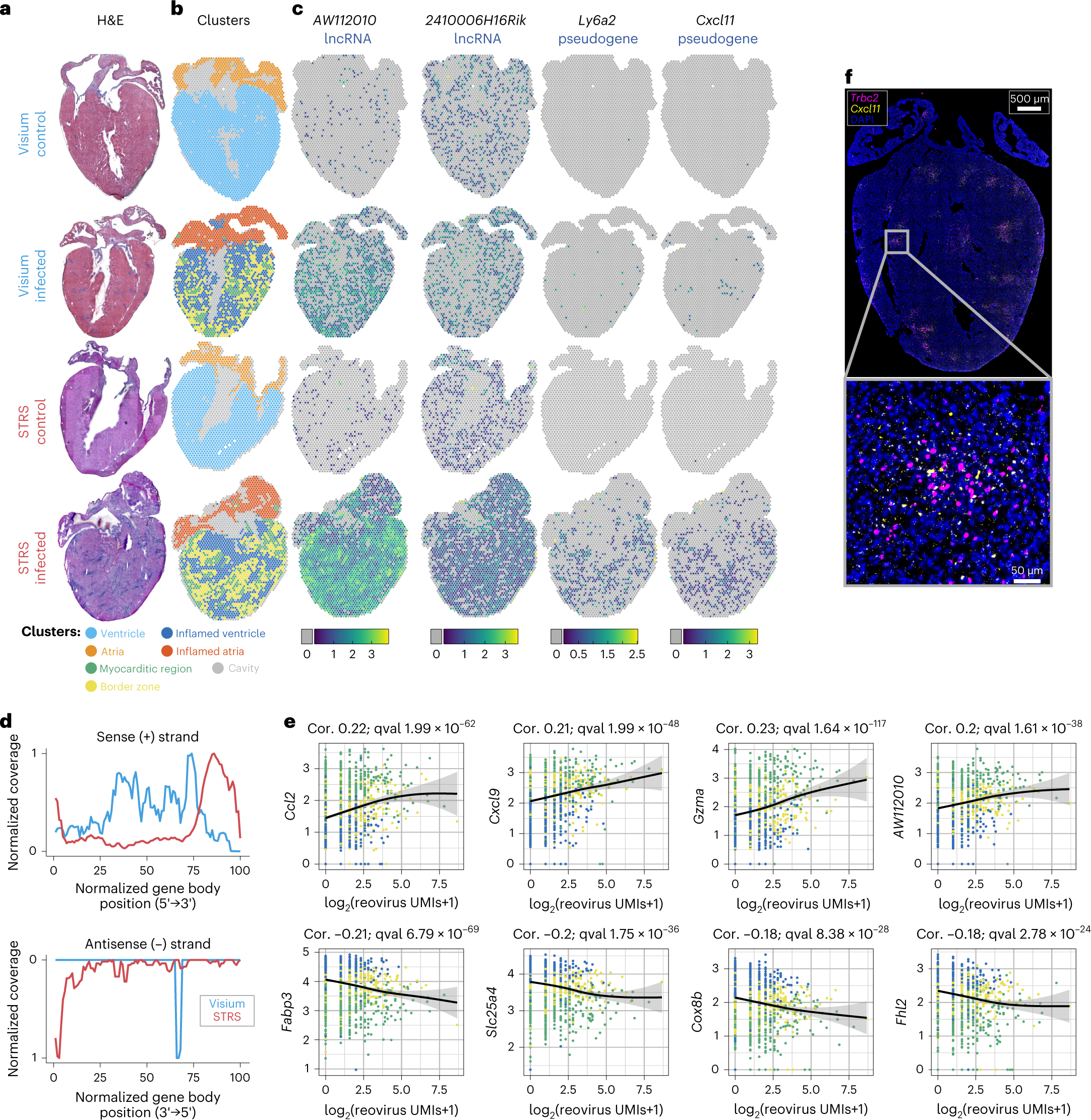 Fig. 3: STRS enables simultaneous analysis of viral infection and host response.