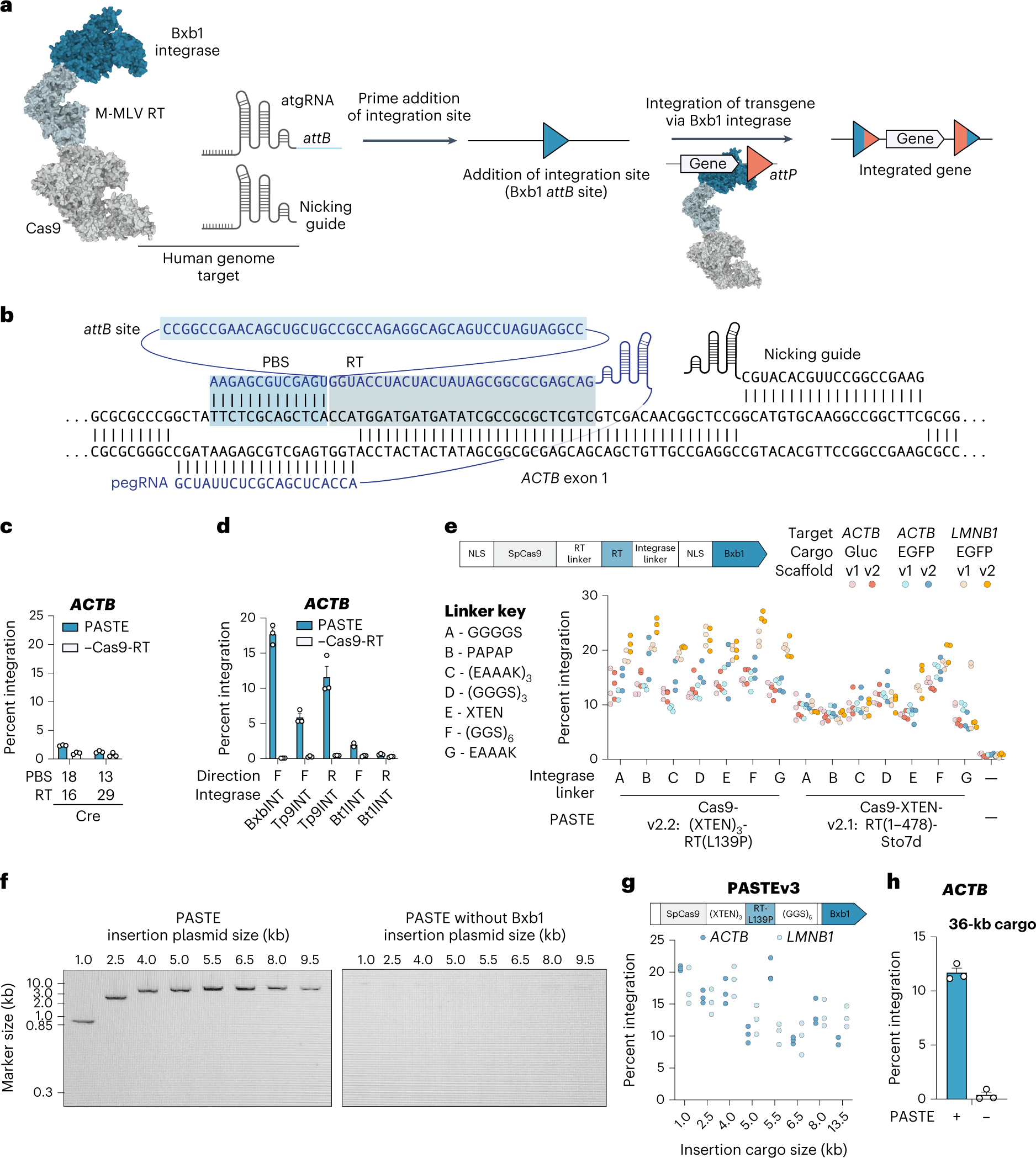 Drag-and-drop genome insertion of large sequences without double-strand DNA  cleavage using CRISPR-directed integrases | Nature Biotechnology