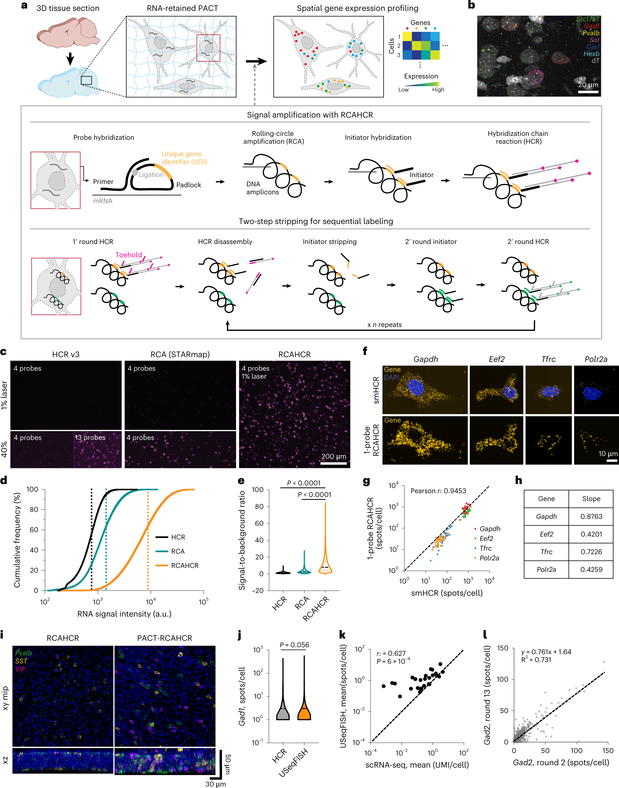 Spatial transcriptomics for profiling the tropism of viral vectors in  tissues | Nature Biotechnology