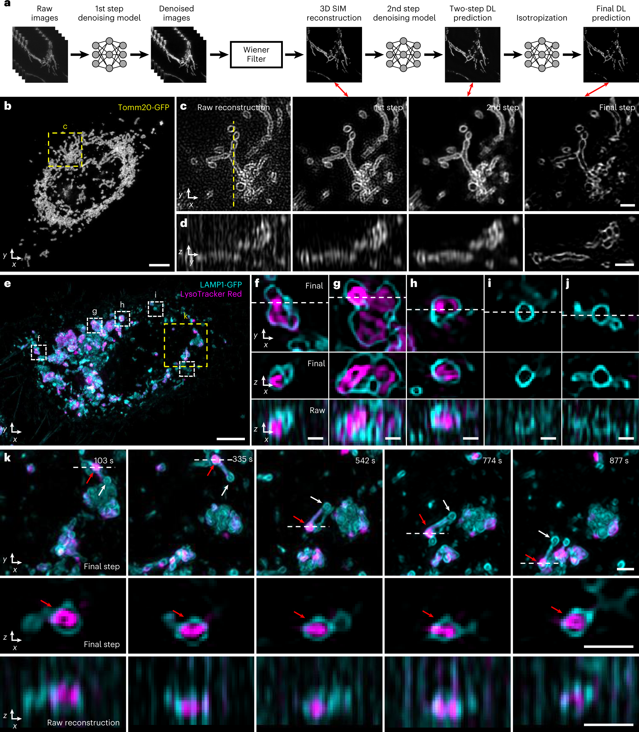 Fig. 5: Denoising and axial resolution enhancement facilitate 4D super-resolution imaging with isotropic resolution.