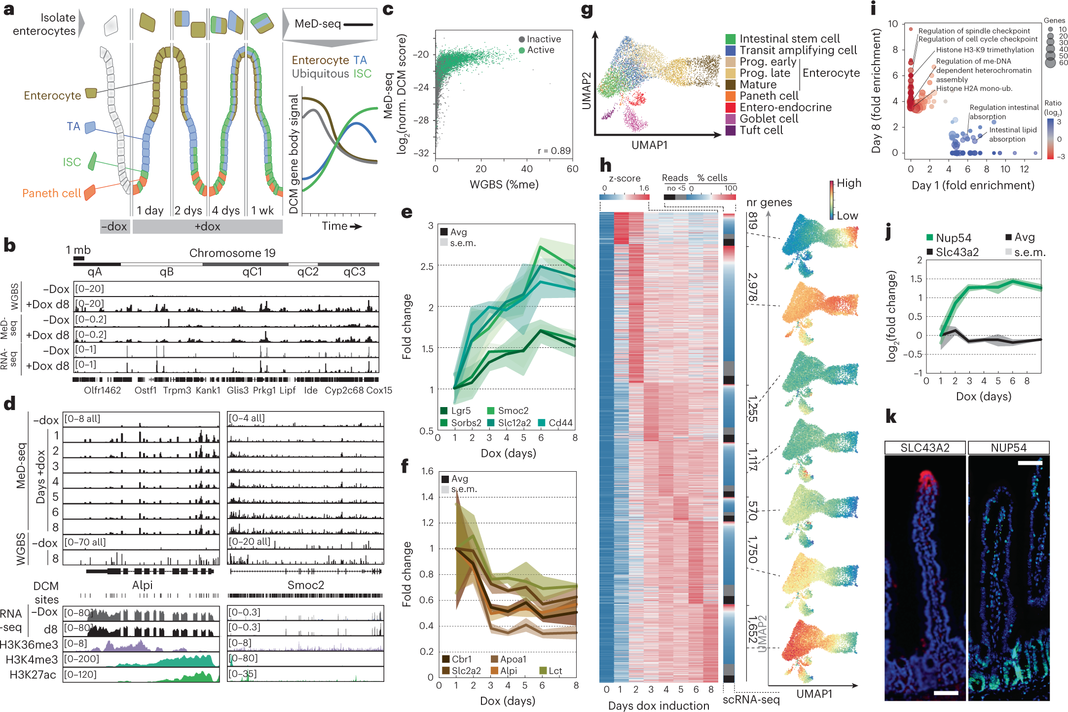 Fig. 3: DCM–Polr2b labeling reveals gene activity maps from ISC to enterocyte.