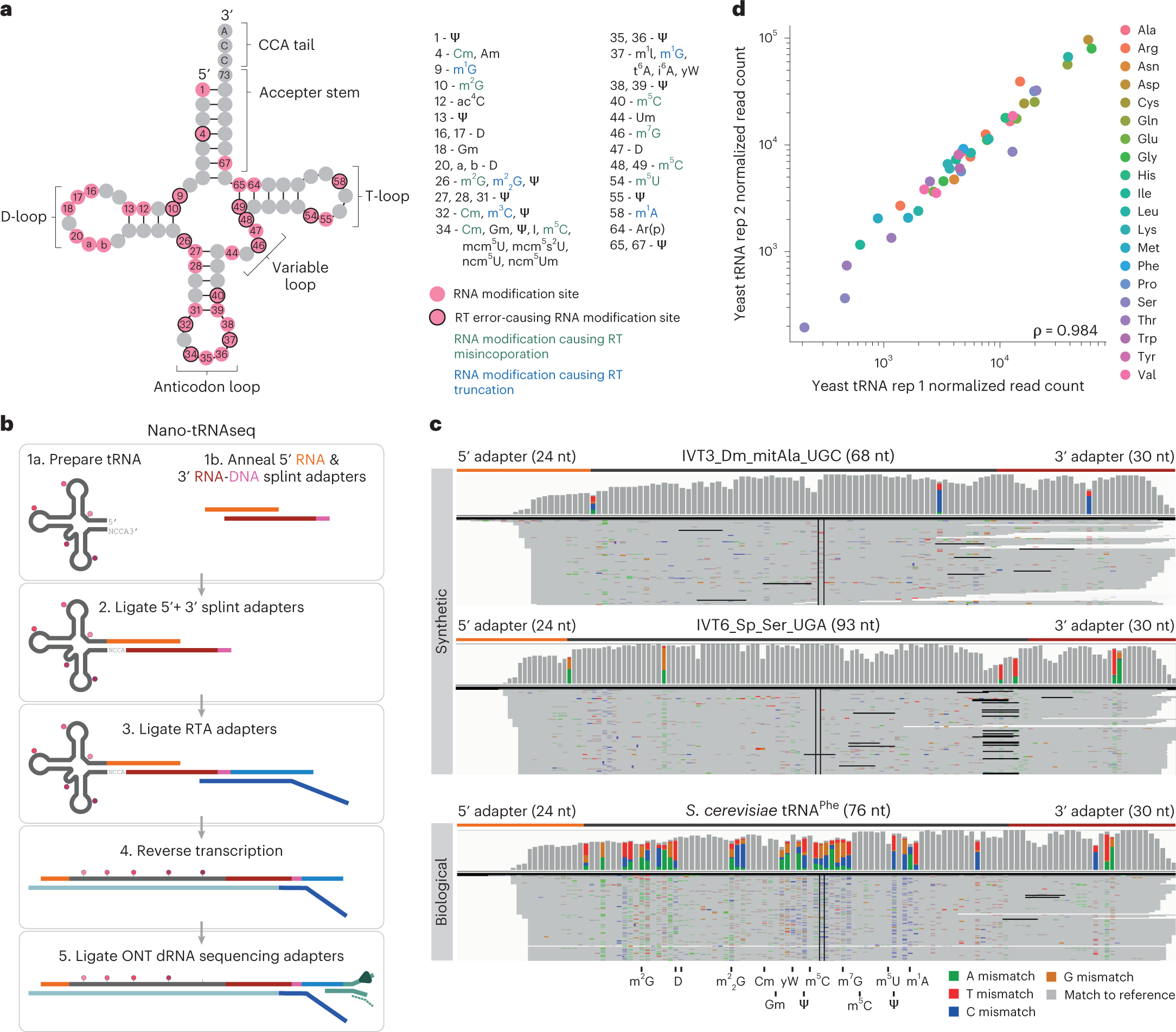 Quantitative analysis of tRNA abundance and modifications by nanopore RNA  sequencing