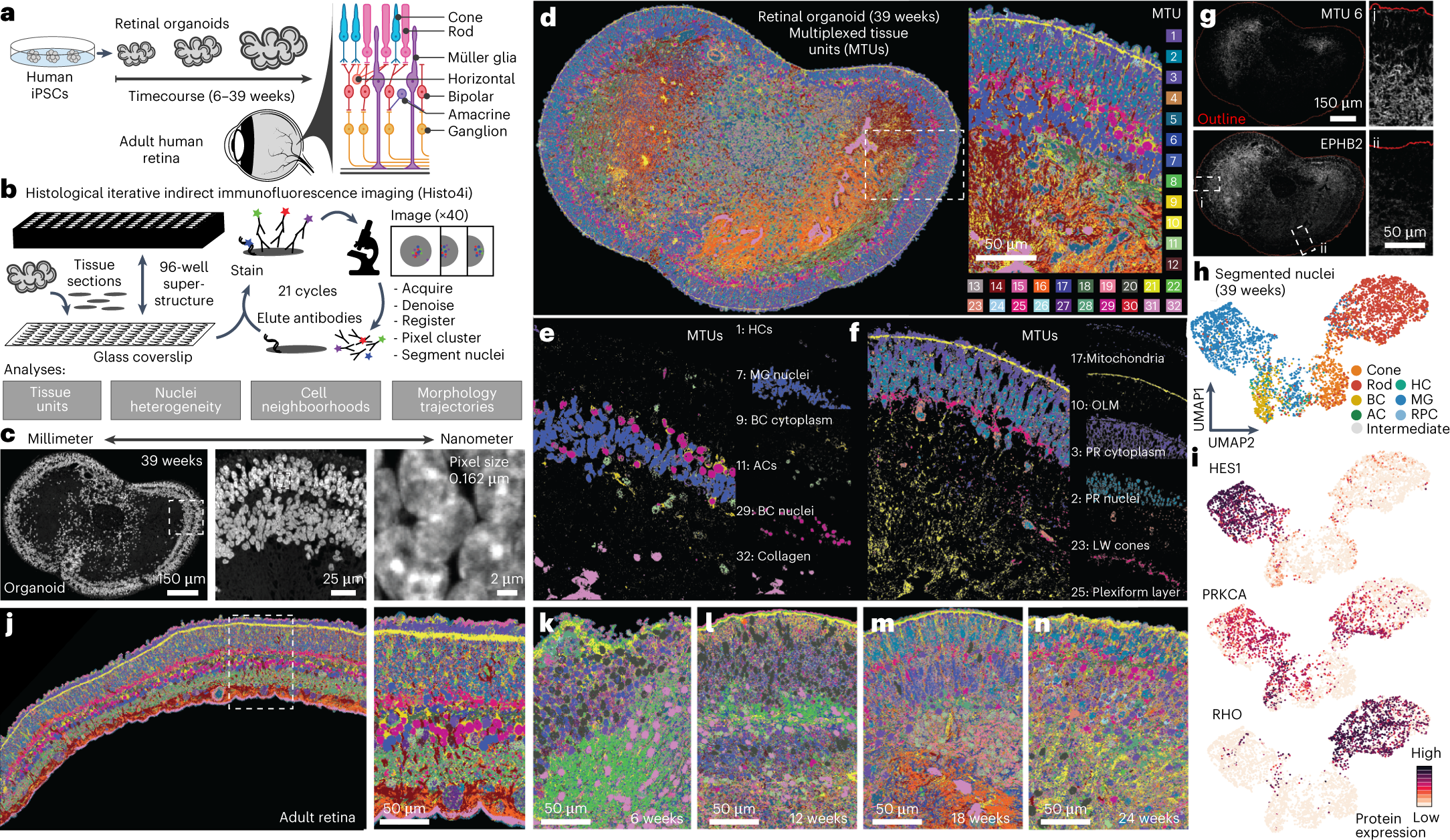 Multimodal spatiotemporal phenotyping of human retinal organoid