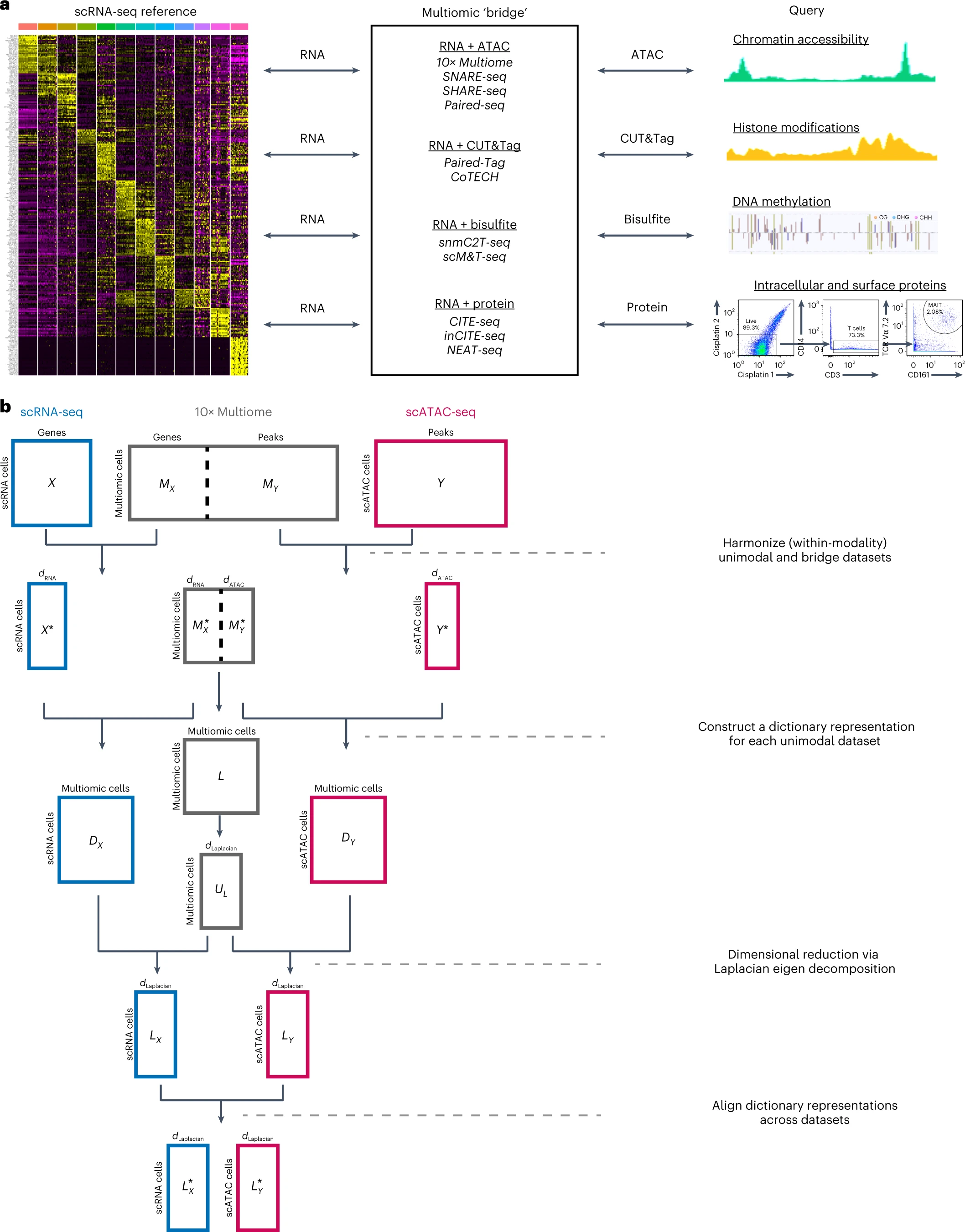 Broad schematic of the bridge integration workflow. From: Seurat v5, Hao et al, 2023. Nature biotechnology