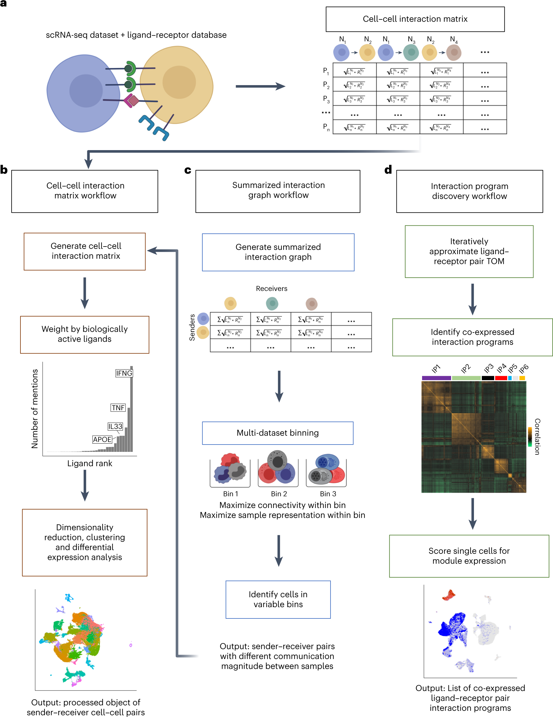 Cell-cell contacts relevant for the induction of left-right