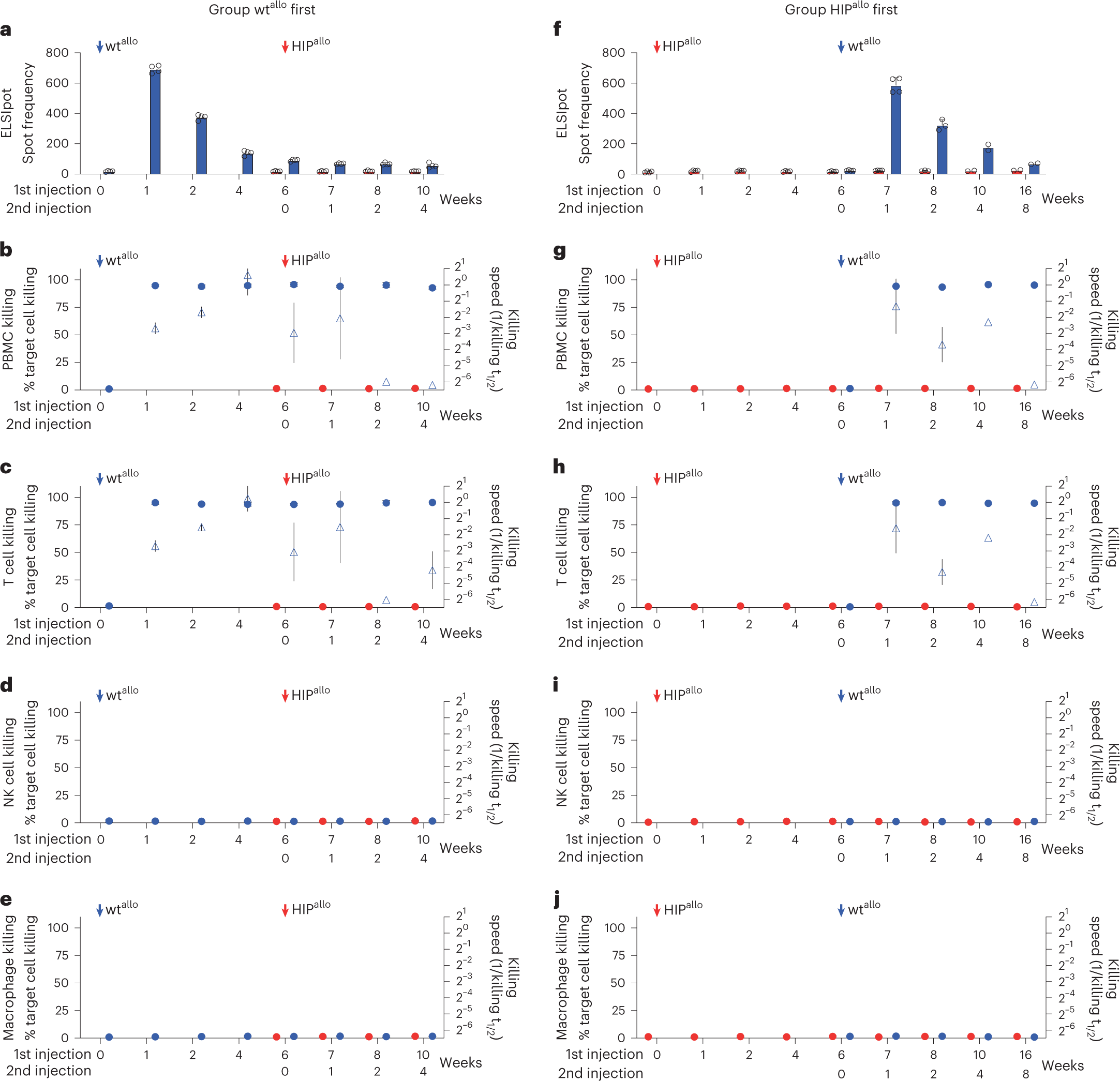 Fig. 1: Cellular immune responses against allogeneic rhesus macaque wt and HIP grafts.