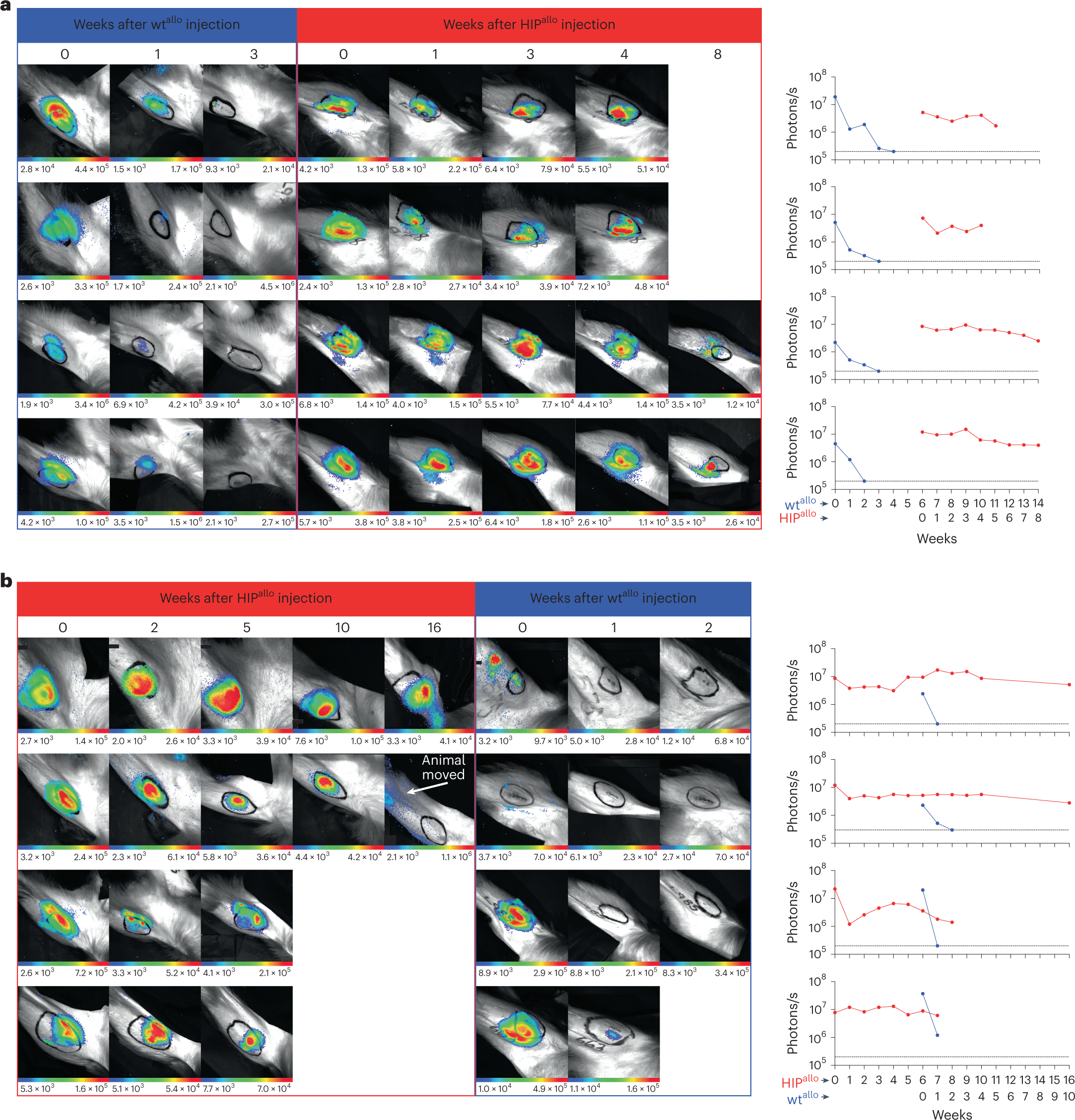 Fig. 3: Graft survival assessed by quantitative BLI.