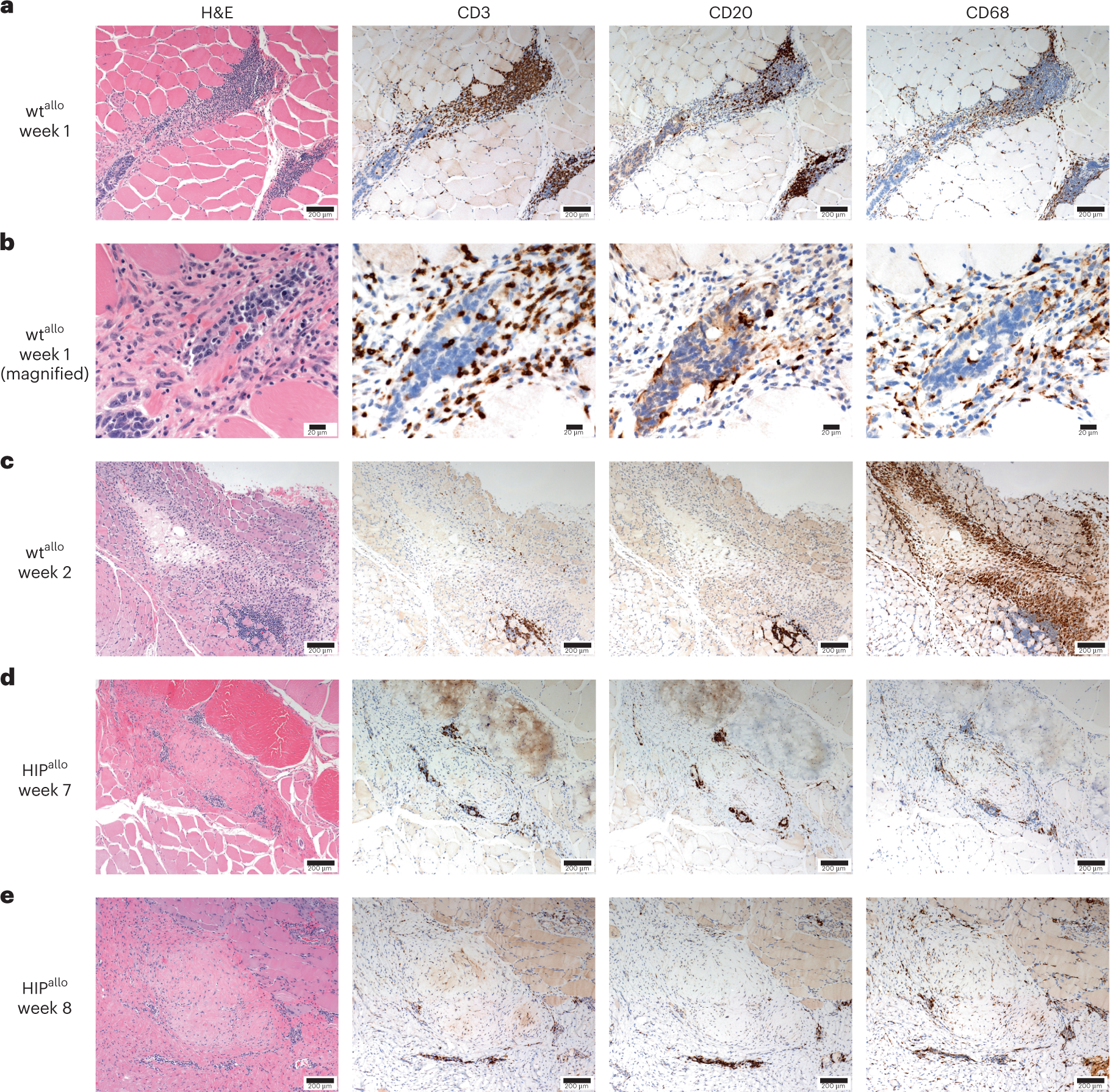 Fig. 4: Histology of intramuscular allogeneic rhesus macaque wt and HIP grafts.