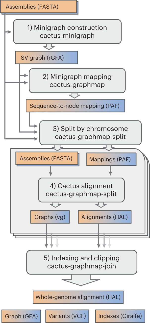 Combining reference genomes into a pangenome graph improves accuracy and  reduces bias | Nature Biotechnology