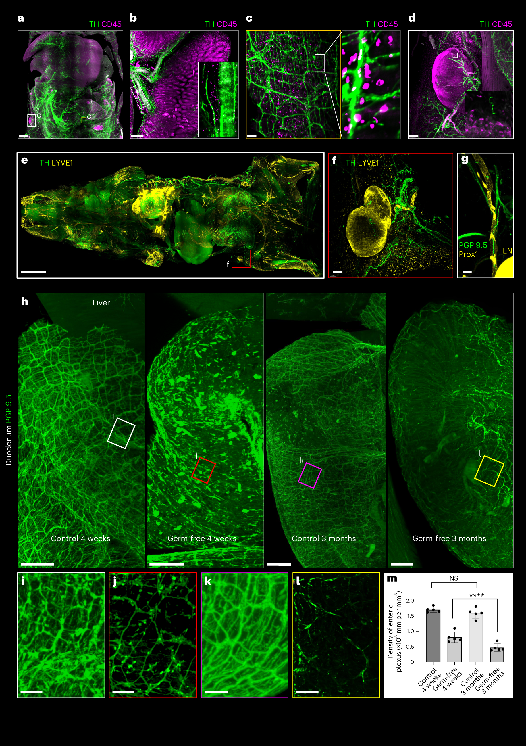 Fig. 3: Different physiological system staining using wildDISCO.
