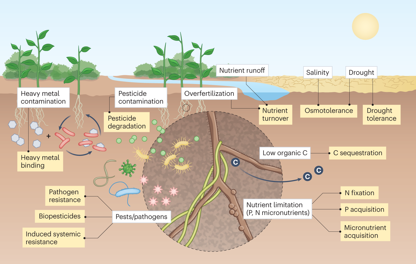 PDF) Heavy metal toxicity and possible Functional aspects of microbial  diversity in heavy metal contaminated sites: Microbial genomics in  sustainable agrosystems