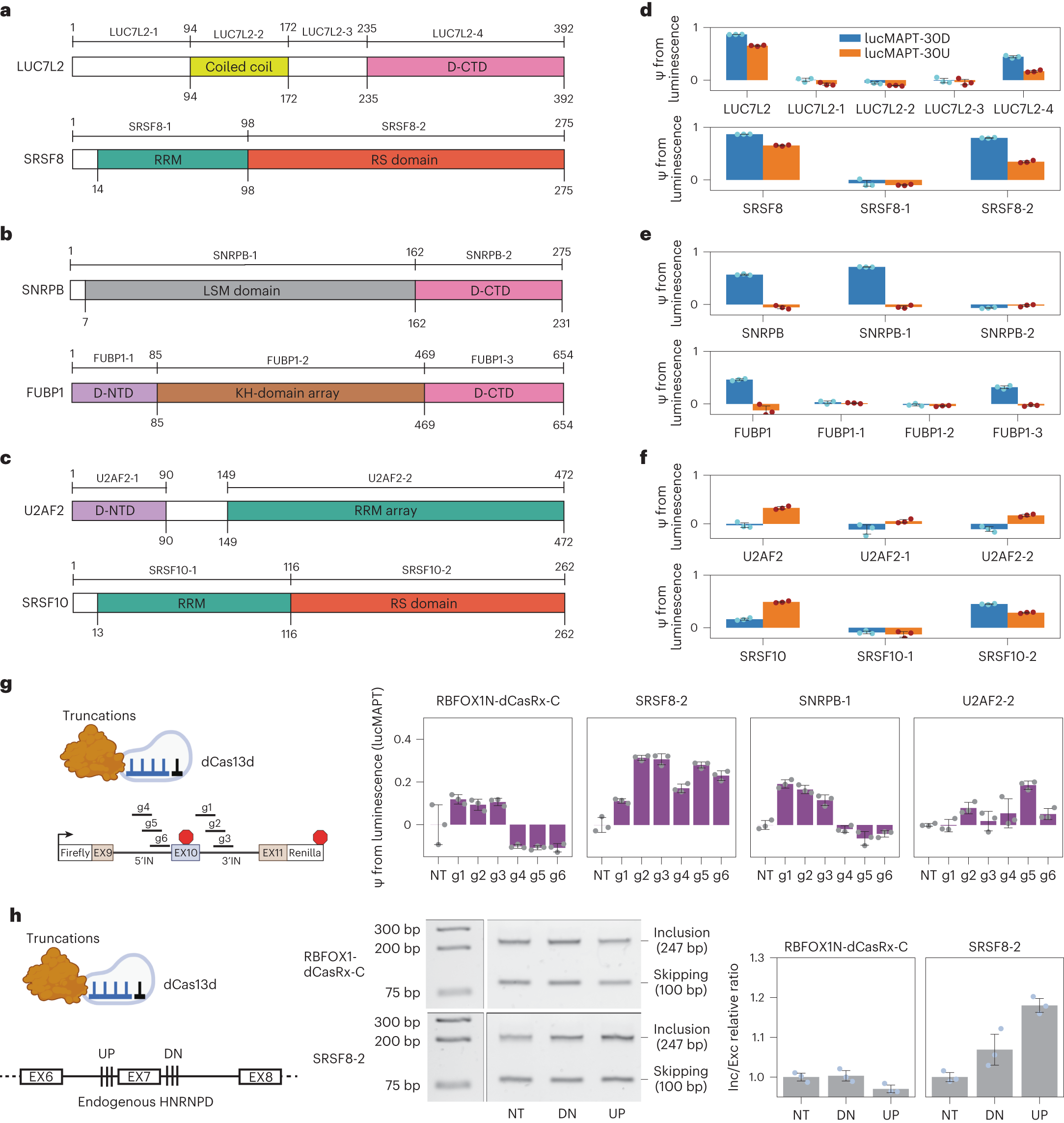 Fig. 6: Truncation of the top RBP hits identify splice-enhancing domains that can be repurposed for artificial splicing factors.