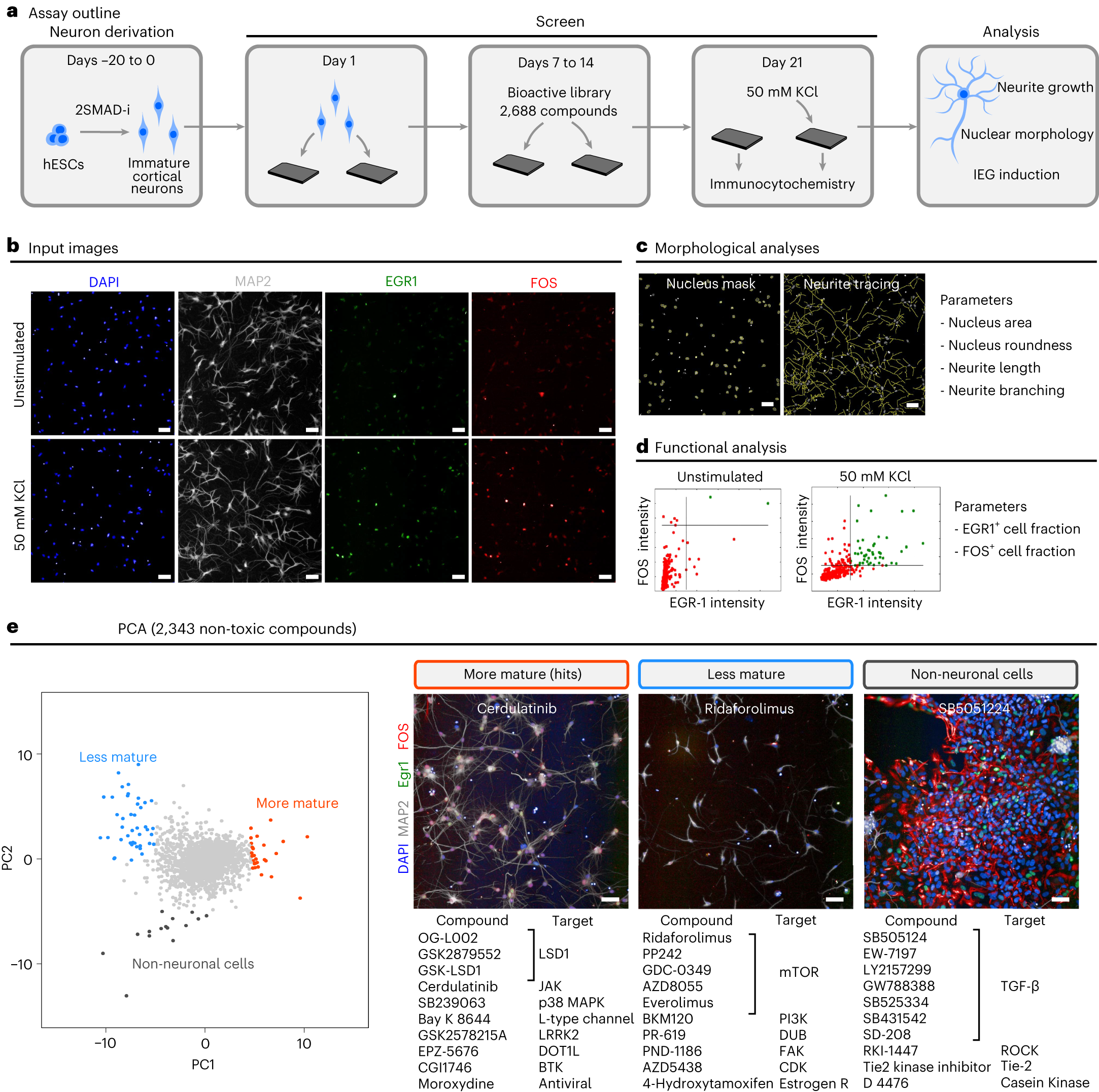 Fig. 1: Chemical HCS for drivers of neuron maturation.