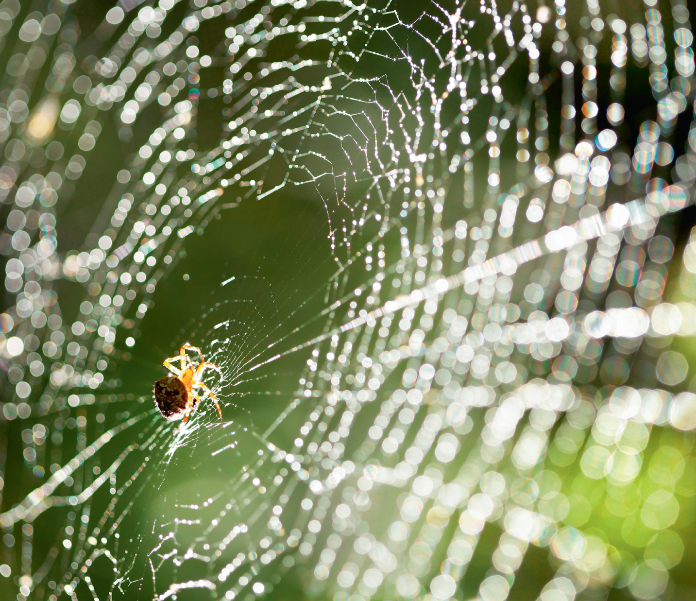 The Chemistry, Biology & Engineering That Make Spider Webs Awesome