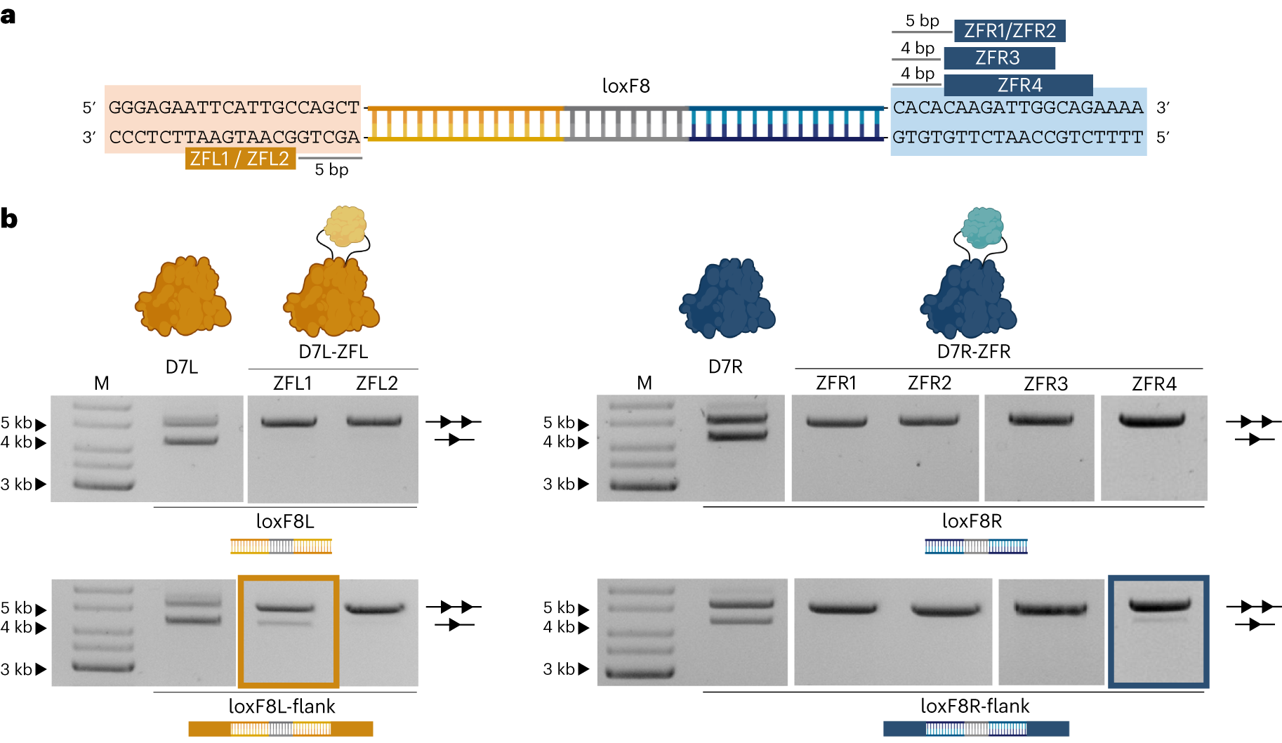 Fig. 3: Design of ZFDs for the loxF8 genomic locus.