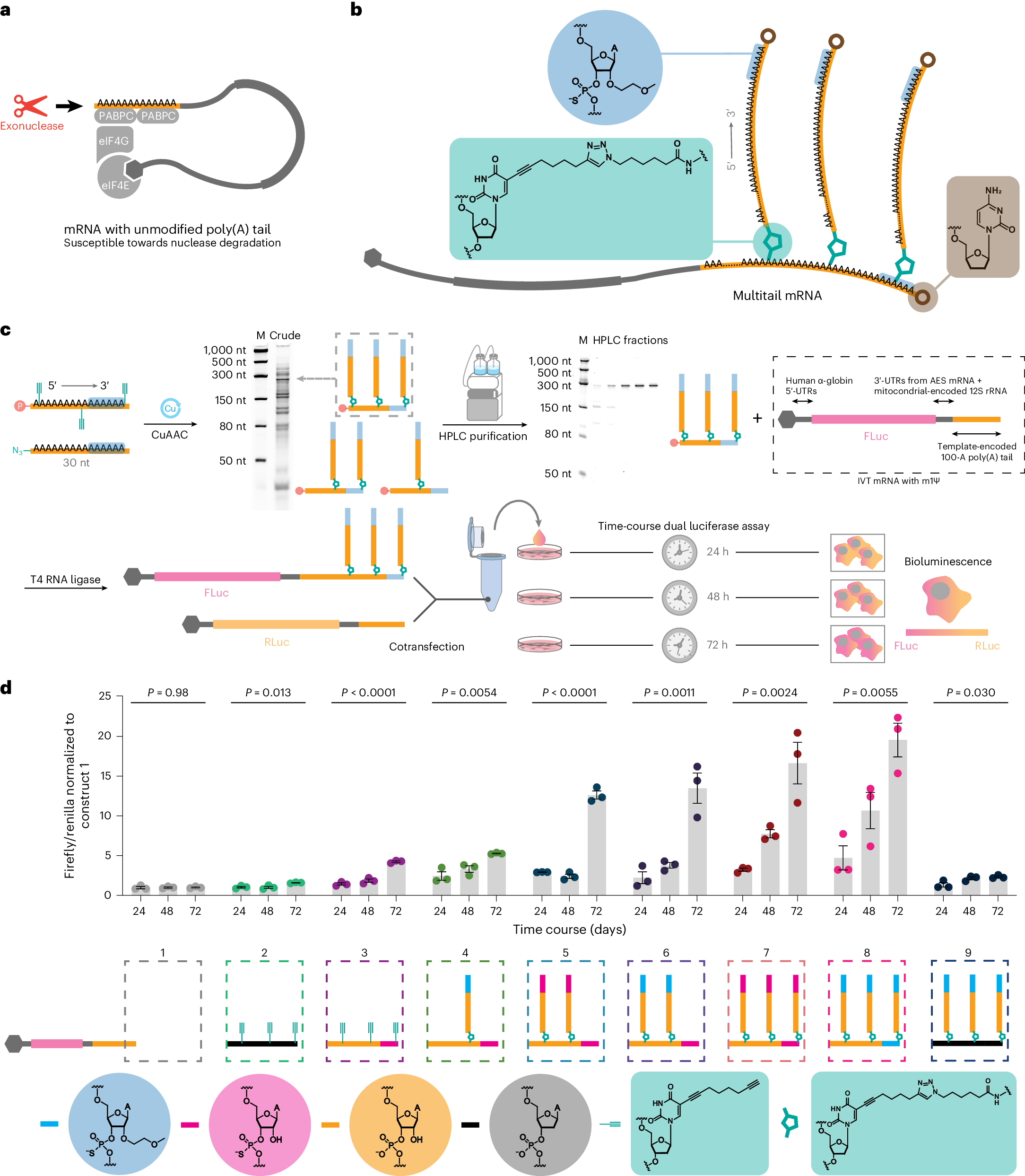 Branched chemically modified poly(A) tails enhance the translation capacity of mRNA