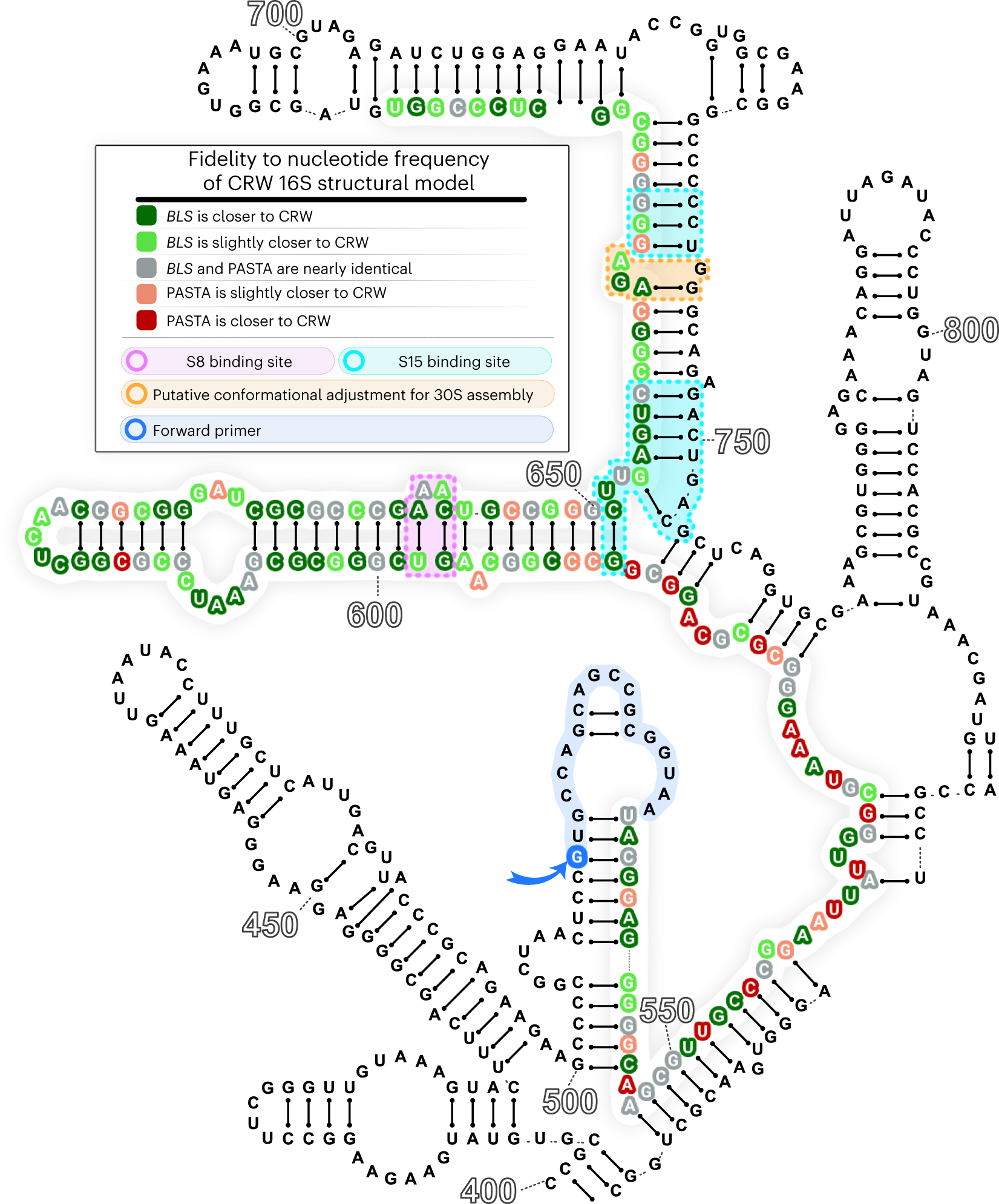 Fig. 4: Agreement with 16S rRNA structural model.