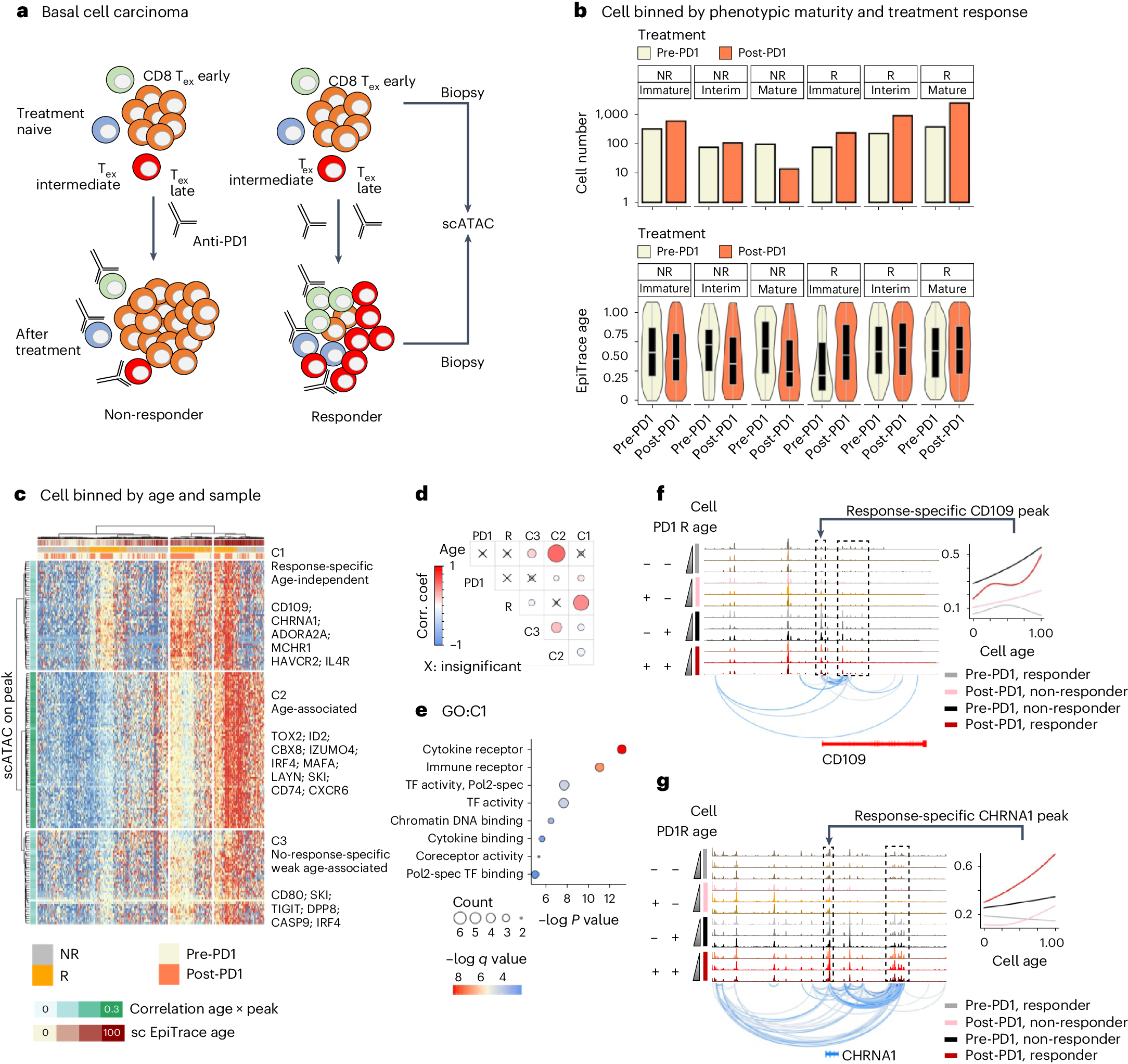 Fig. 5: Single-cell age estimation facilitates the discovery of molecular markers of peripheral influx T cells underlying the anti-PD1 response.
