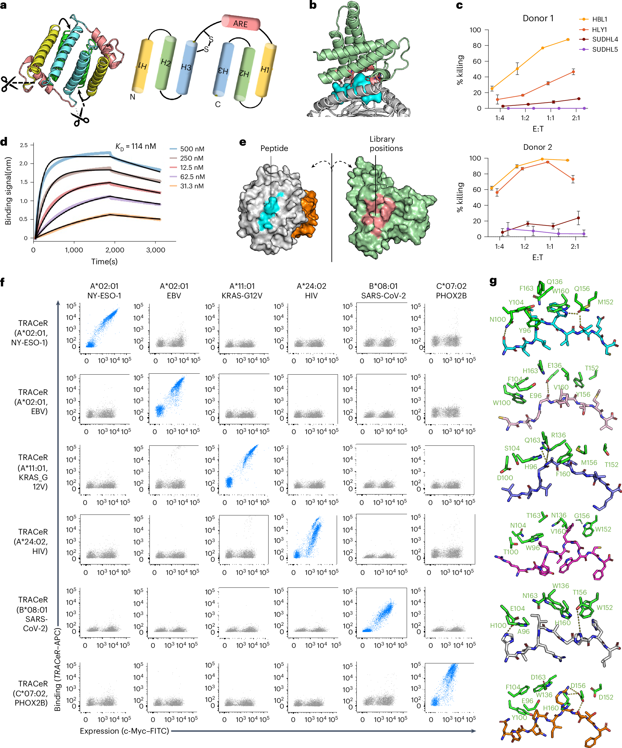 Fig. 4: Engineered monomeric TRACeR-I shows multi-HLA allelic compatibility.