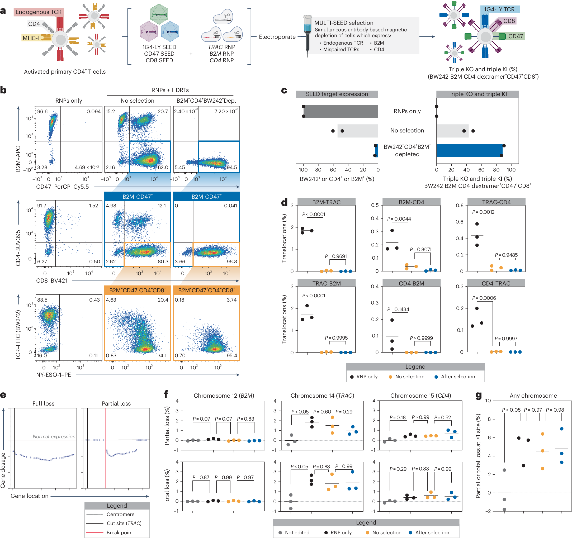 Fig. 6: SEED-Selection enables the isolation of complex cell therapies without enriching for translocations or chromosomal loss between target loci.
