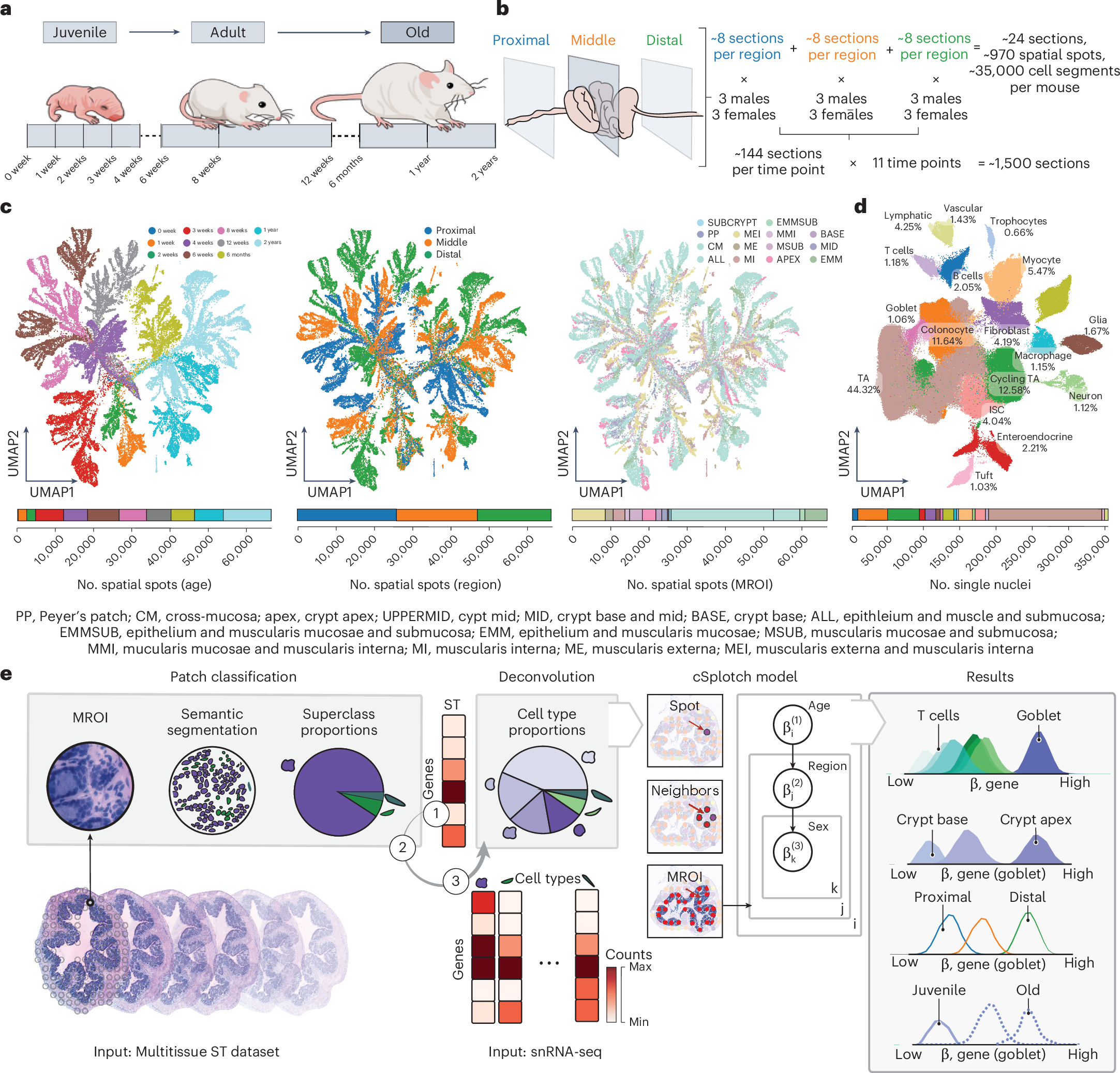 Fig. 1: A cellular and spatial atlas of the mouse colon across regions and ages.