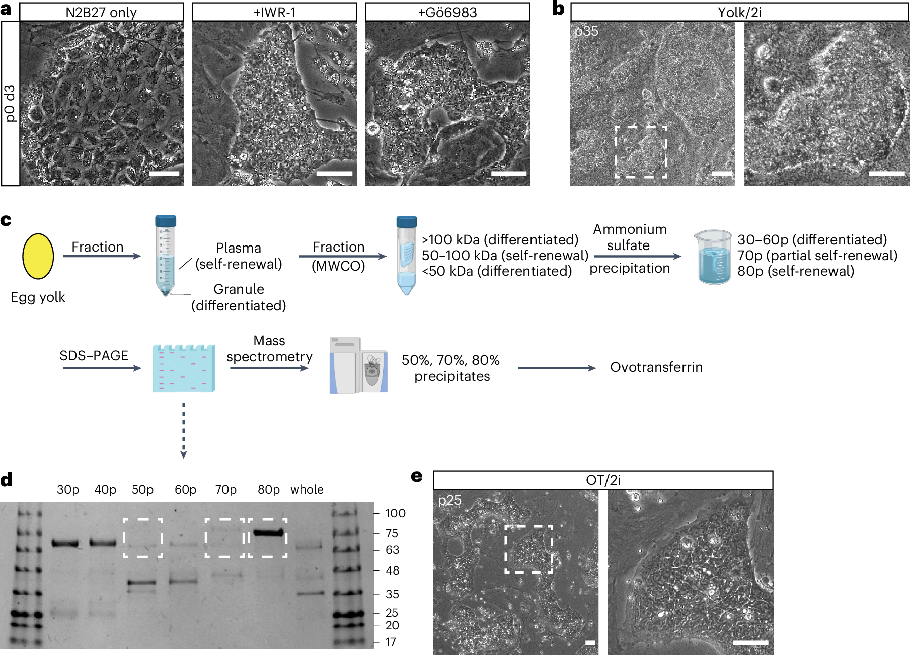 Fig. 1: Dual inhibition of Wnt and PKC enables derivation and long-term maintenance of chicken ES cells in combination with ovotransferrin.