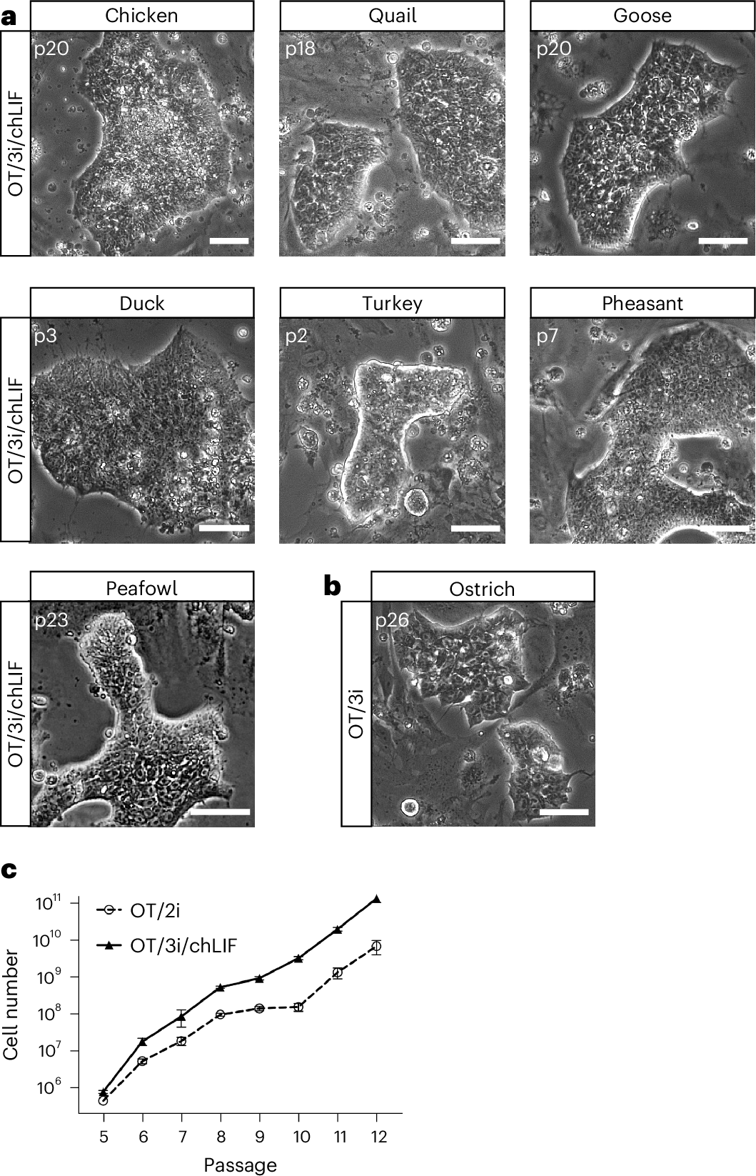 Fig. 2: ES cells derived from multiple avian species.