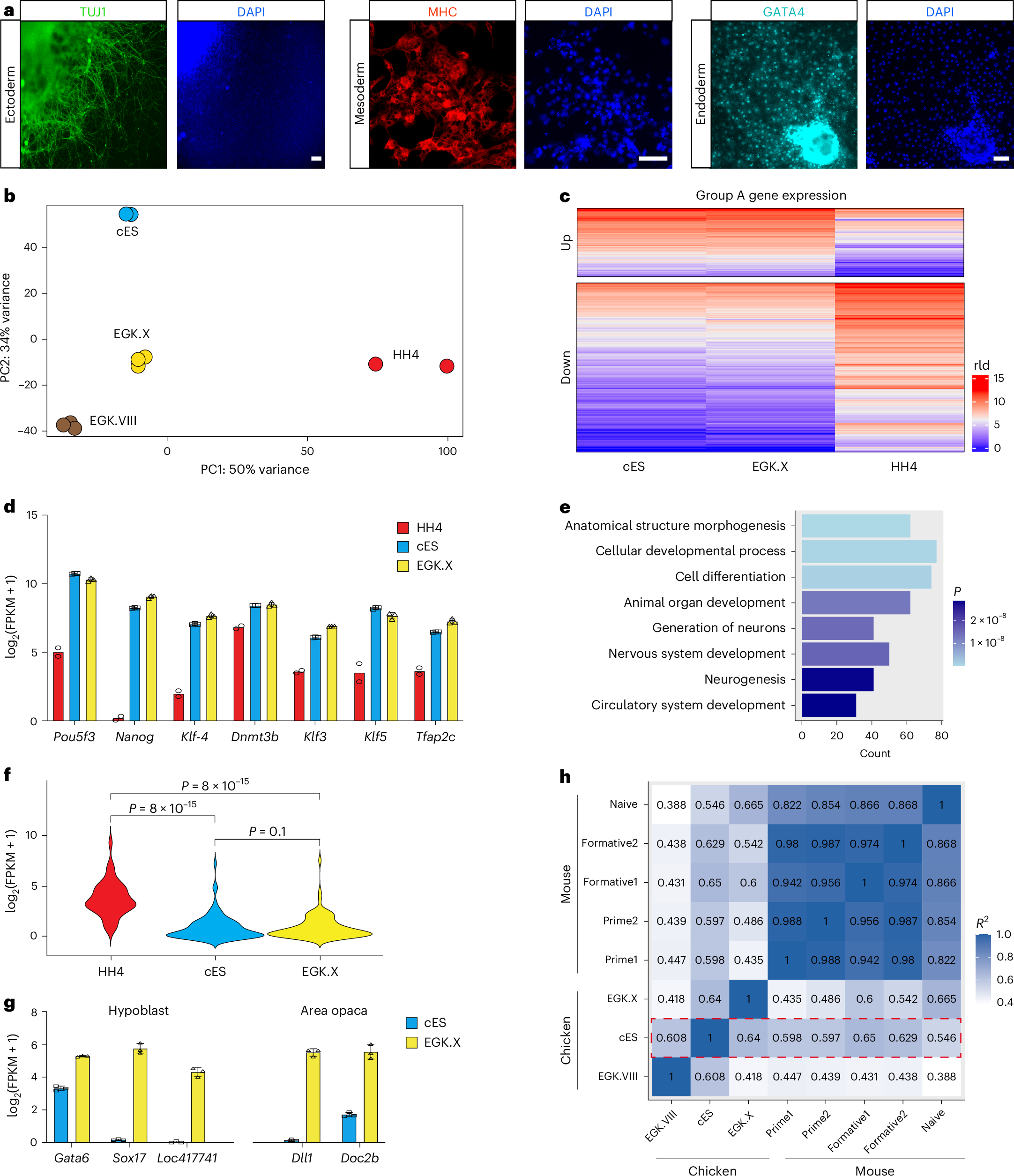 Fig. 3: Characterization of chicken ES cells.