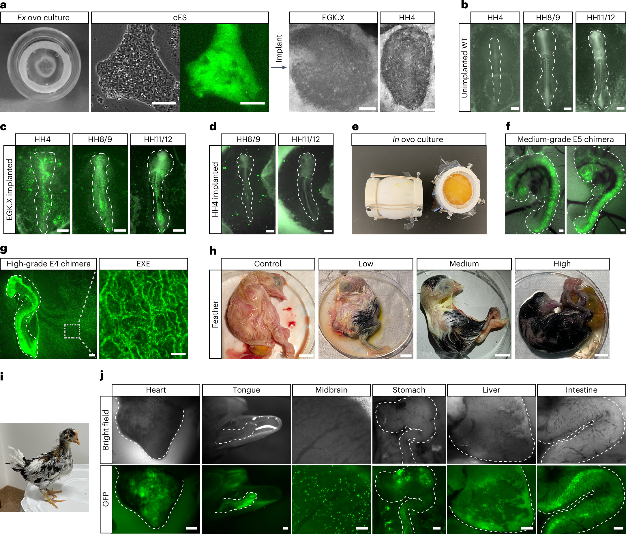 Fig. 4: Chicken ES cells can contribute to chimera formation both ex ovo and in ovo.