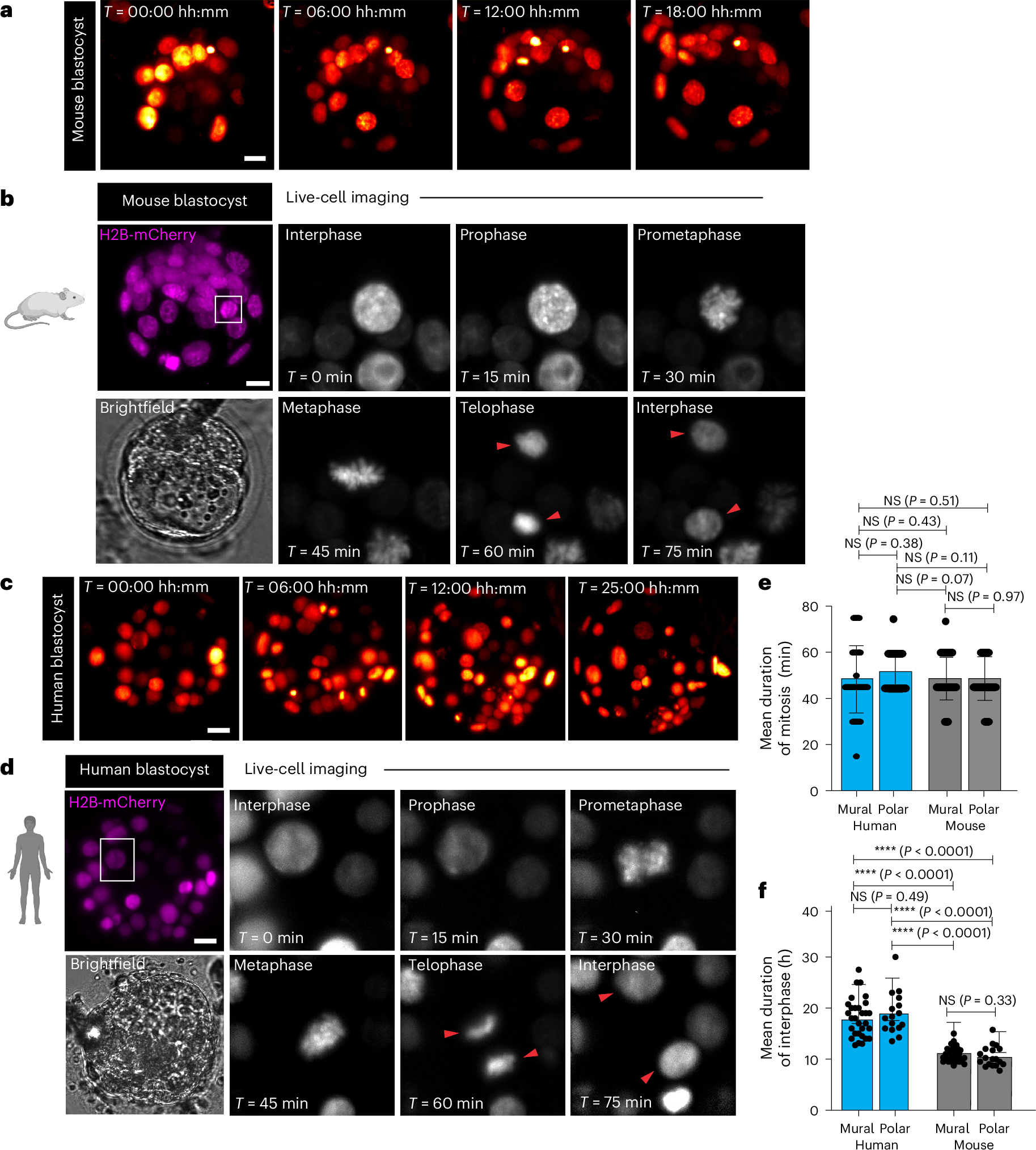 Fig. 2: Live-embryo time-lapse imaging of mouse and human preimplantation embryos reveals differences in interphase duration.