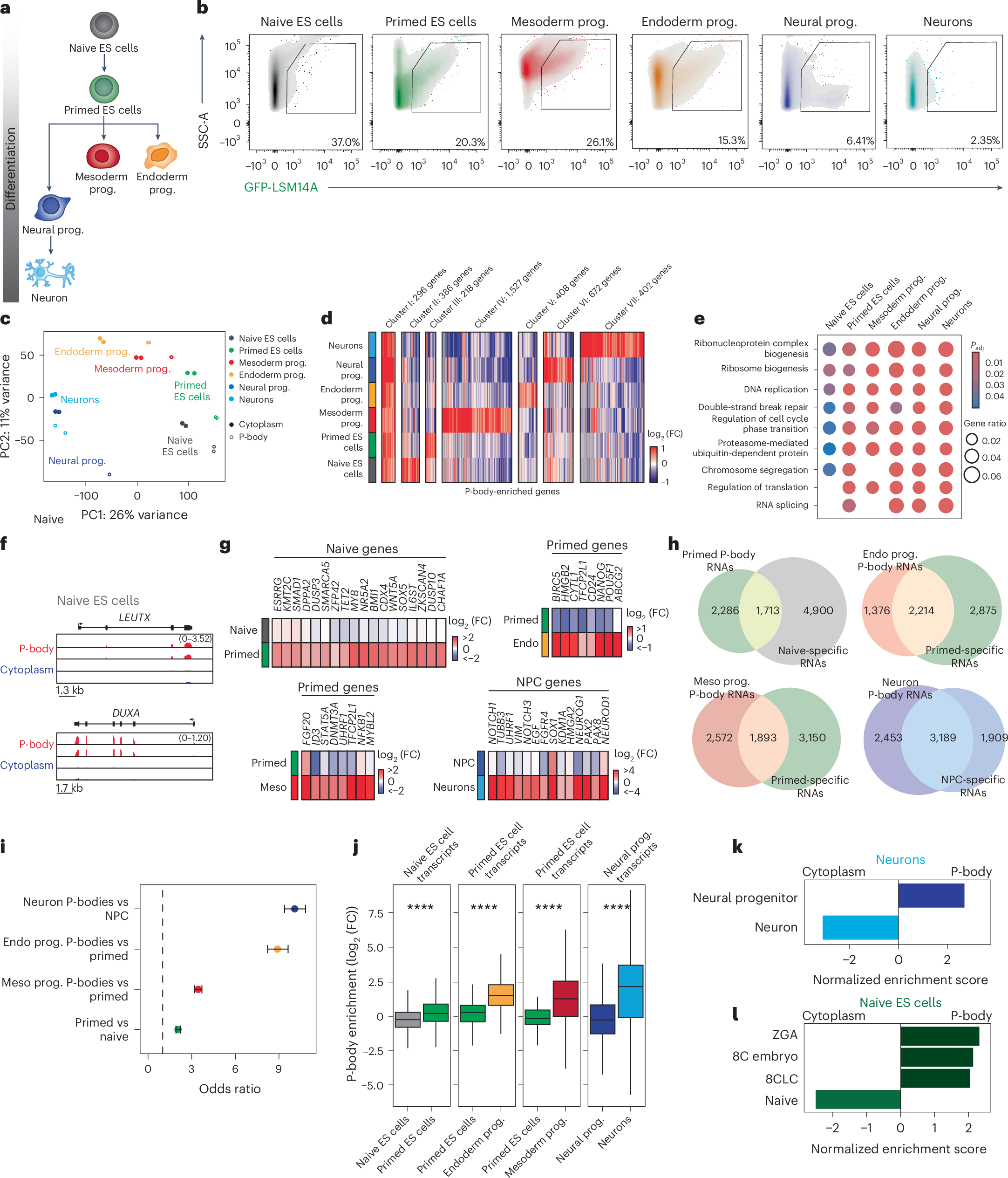 Fig. 2: RNA sequestration in P-bodies is cell type specific.