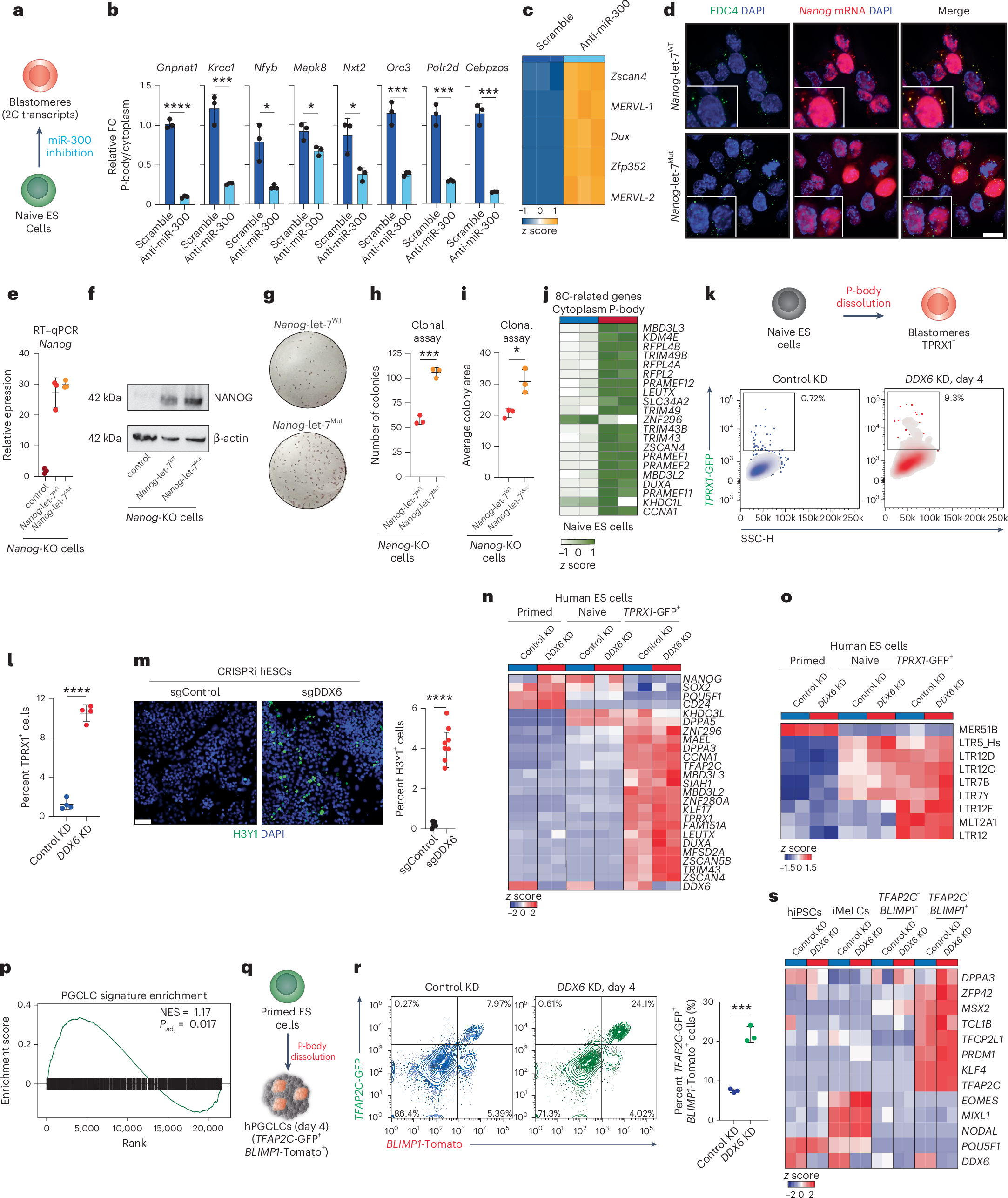 Fig. 6: Modulating miRNA function and P-body assembly alters cell fate.