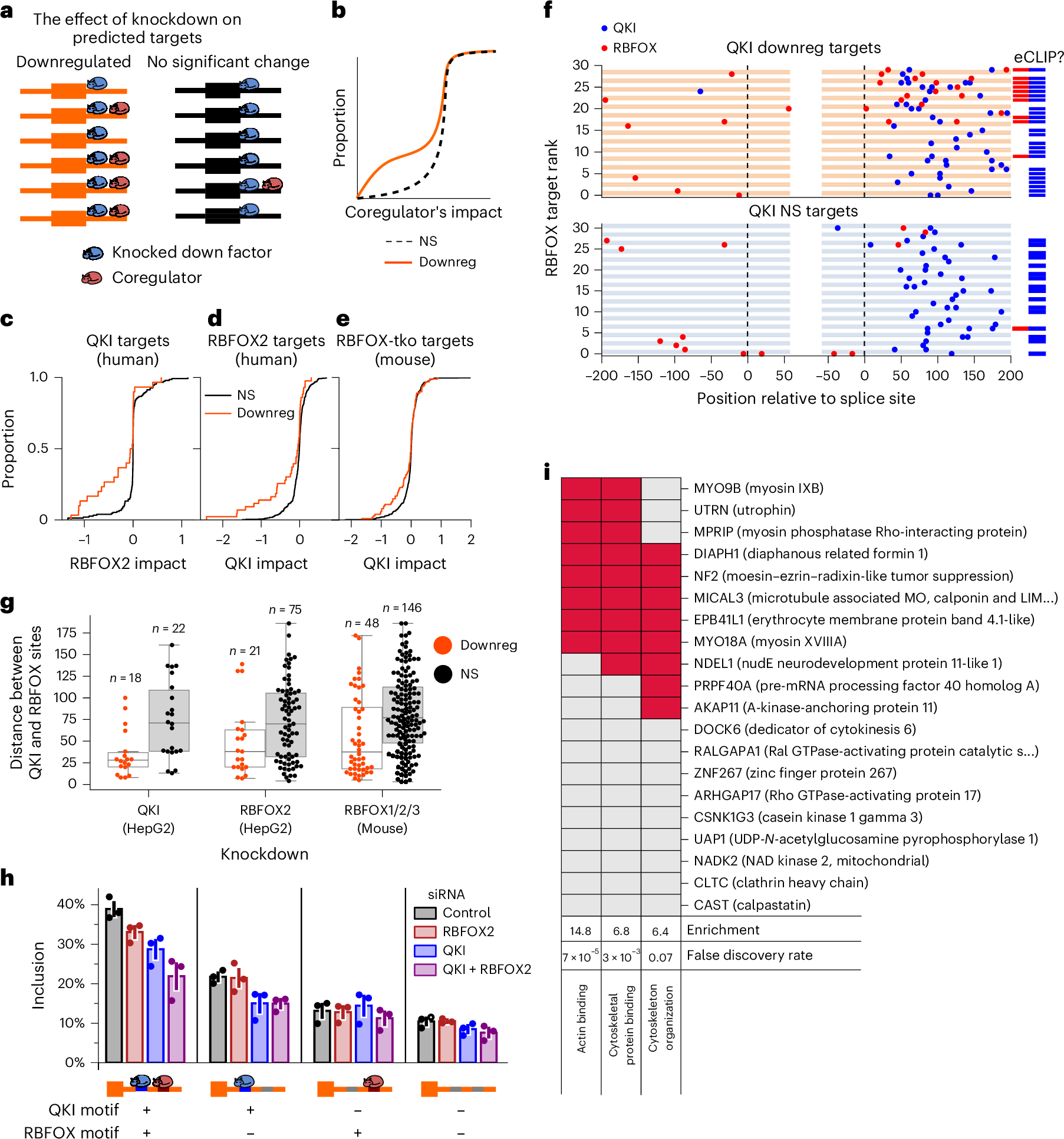 Fig. 5: QKI and RBFOX cooperatively regulate a splicing subprogram.