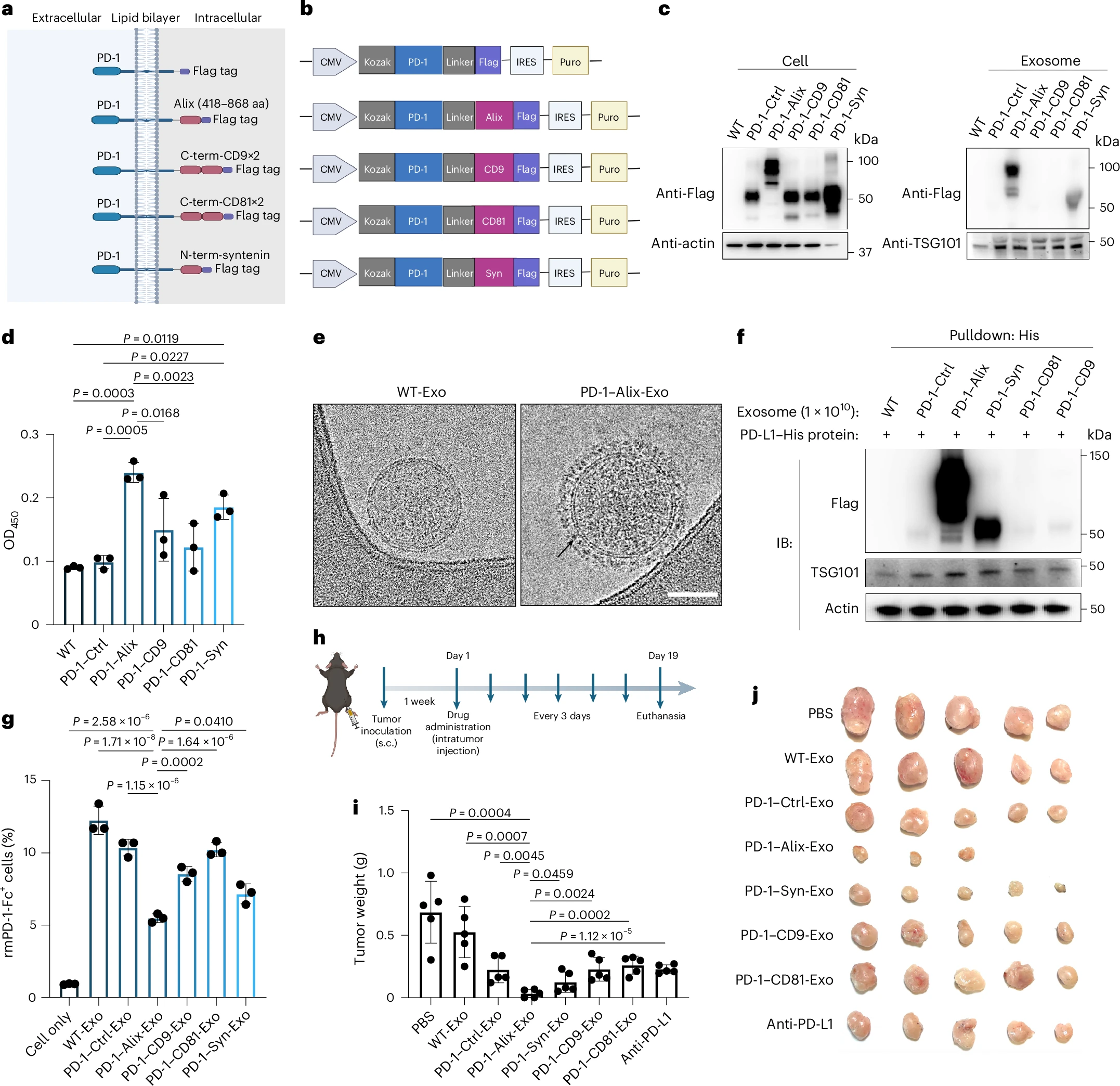 Inhalable bispecific exosomes reprogram the tumor environment in ...