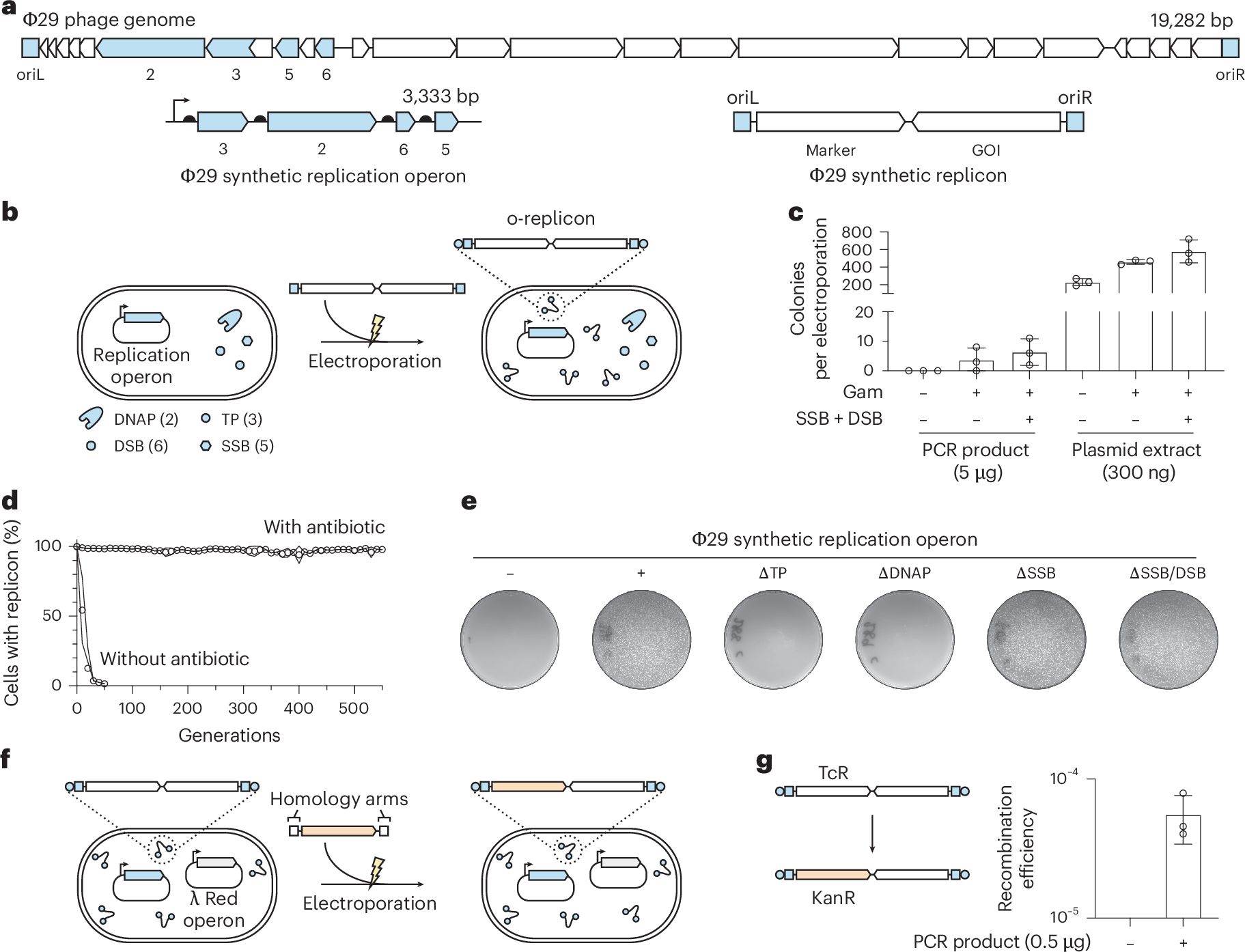 Highly mutagenic continuous evolution in E. coli using a Φ29-based orthogonal replication system