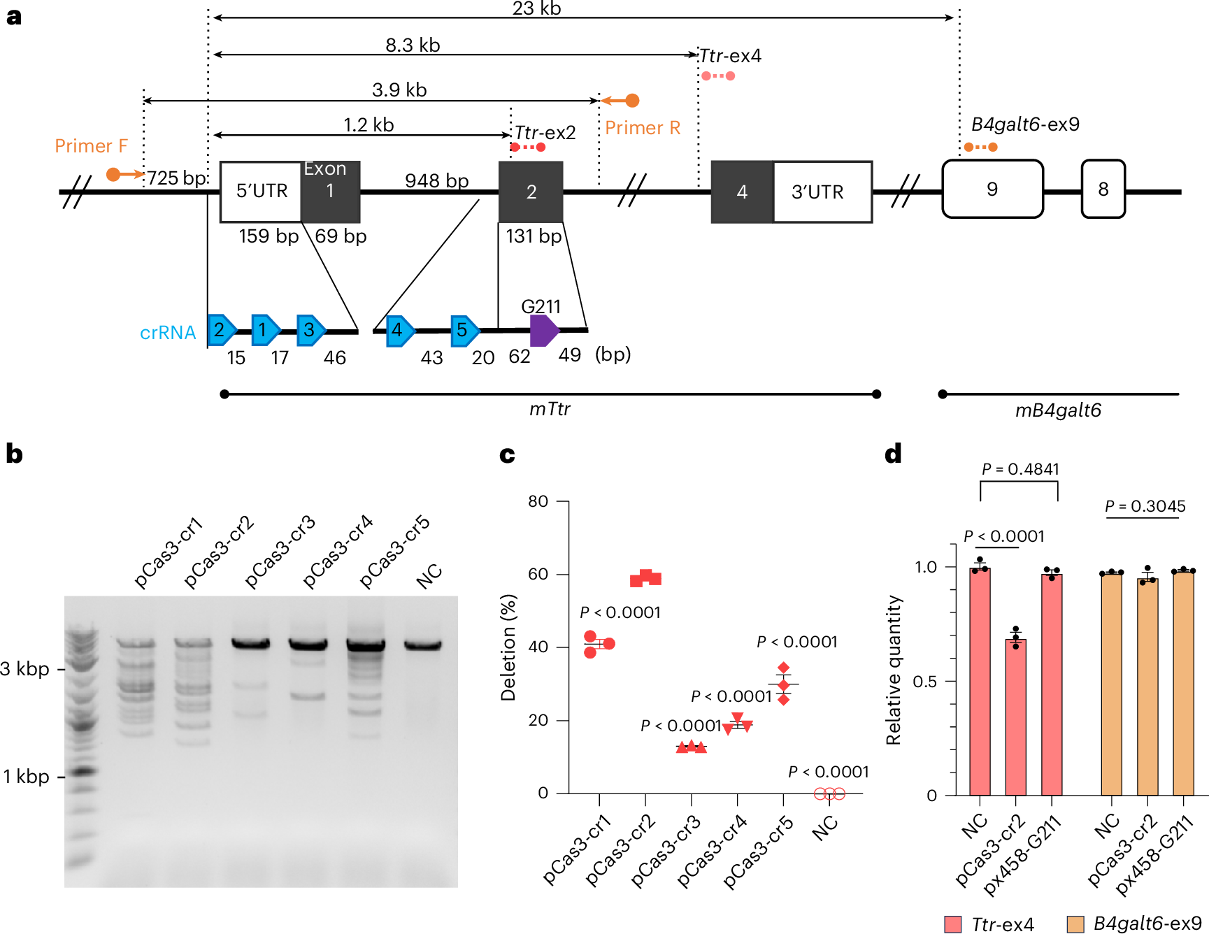 Fig. 1: Screening of crRNA targeting the Ttr gene in mouse Hepa1-6 cells.