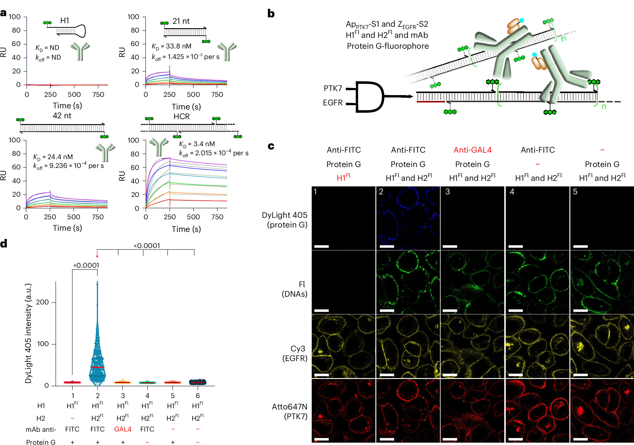 Fig. 6: Logic-gated recruitment of mAb as HCR circuit output.