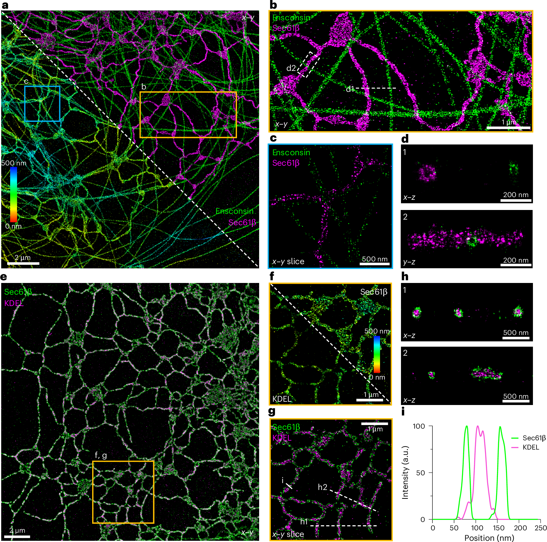 Fig. 3: Two-colour me4Pi-SMLM imaging.