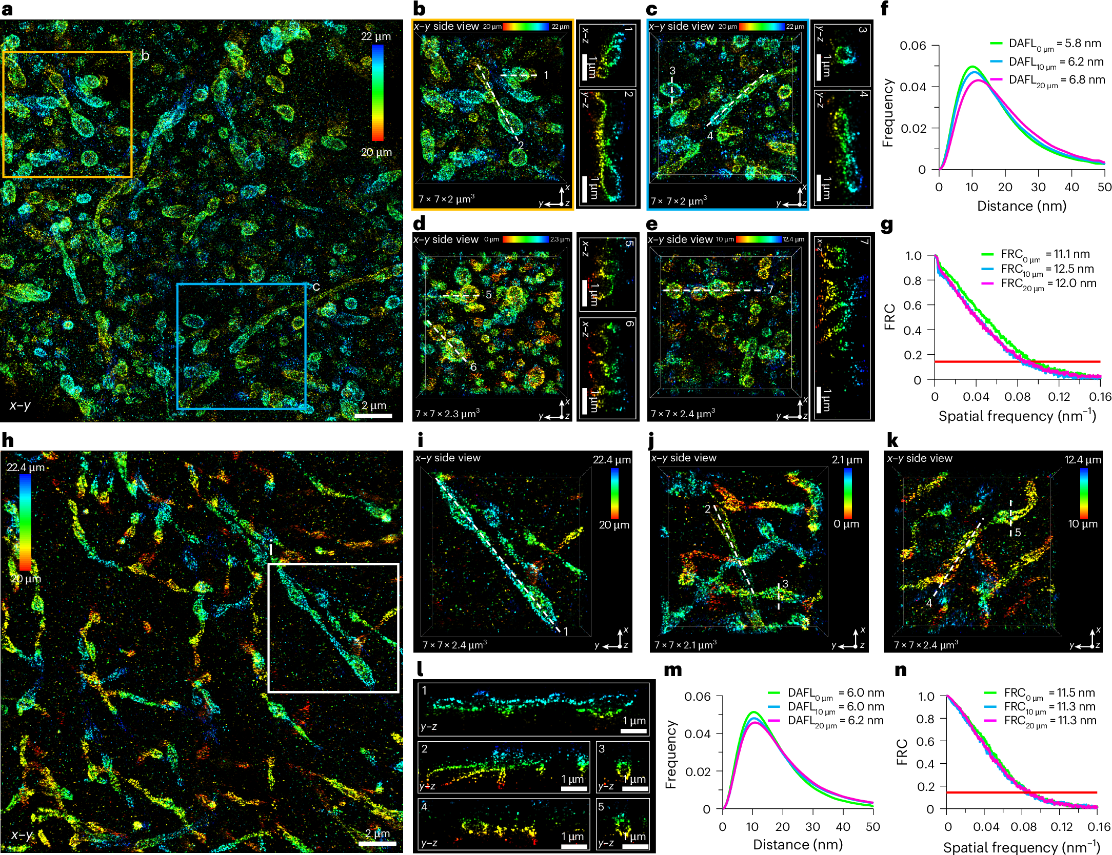 Fig. 6: me4Pi-SMLM imaging in brain slices.