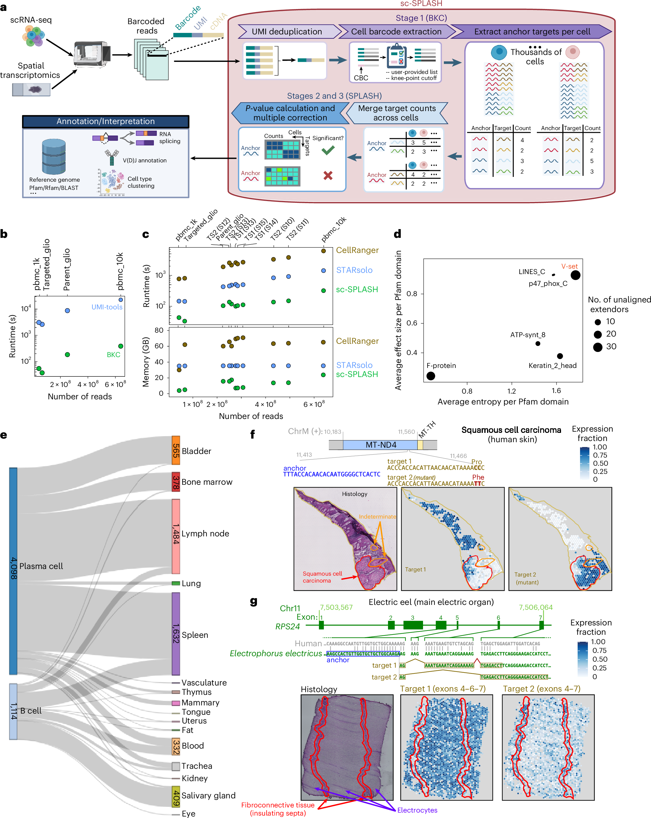 Fig. 1: Overview and evaluation of the sc-SPLASH pipeline and analysis of human V(D)J rearrangement and spatial transcriptomics (Visium).
