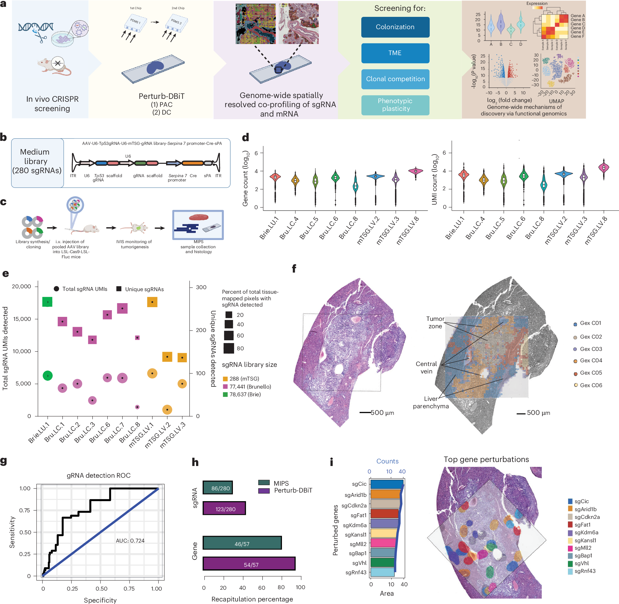 Large-scale, spatially resolved panoramic CRISPR screening in native tissue environments using Perturb-DBiT