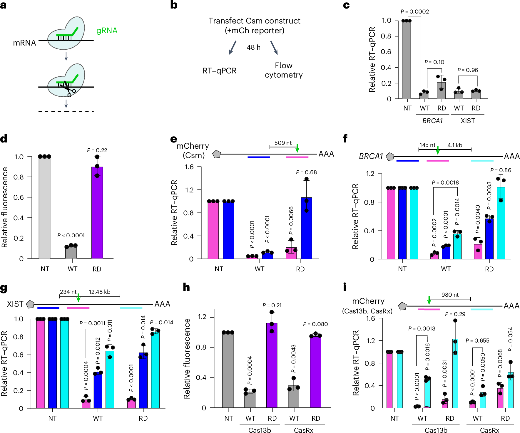 Photograph accompanying Leftover guide RNA inflates CRISPR knockdown scores whenever the primers cross the cut site