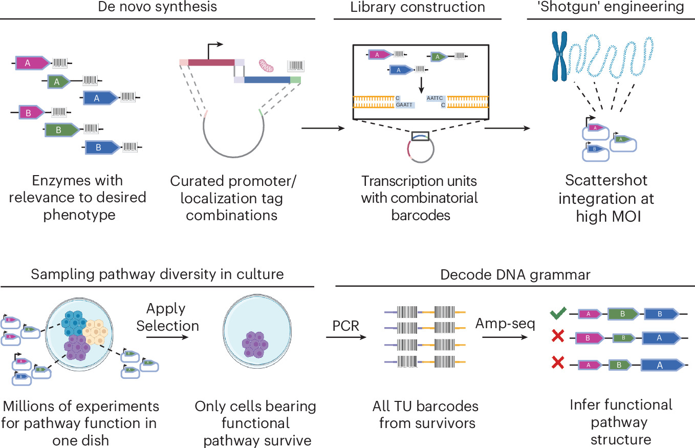 Photograph accompanying Shotgun DNA delivery screens millions of metabolic pathways in mammalian cells at once