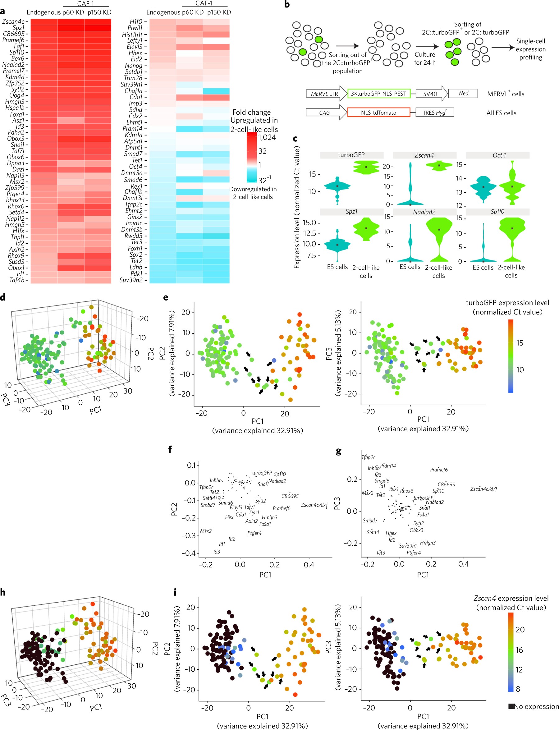 A molecular roadmap for the emergence of early-embryonic-like cells in  culture | Nature Genetics