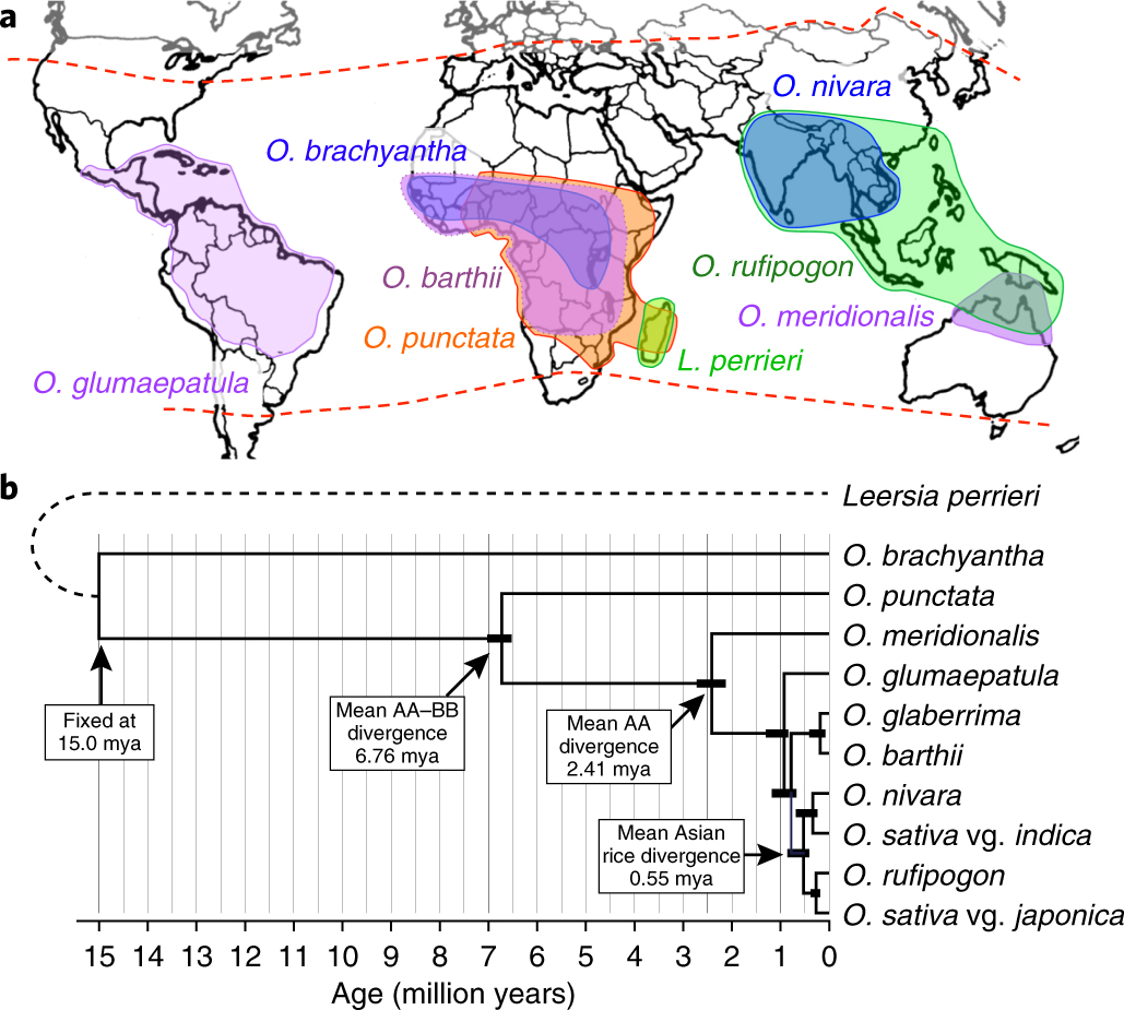 Genomes Of 13 Domesticated And Wild Rice Relatives Highlight Genetic Conservation Turnover And Innovation Across The Genus Oryza Nature Genetics Genomes Of 13 Domesticated And Wild Rice Relatives Highlight Genetic Conservation Turnover And Innovation Across The Genus Oryza Nature Genetics